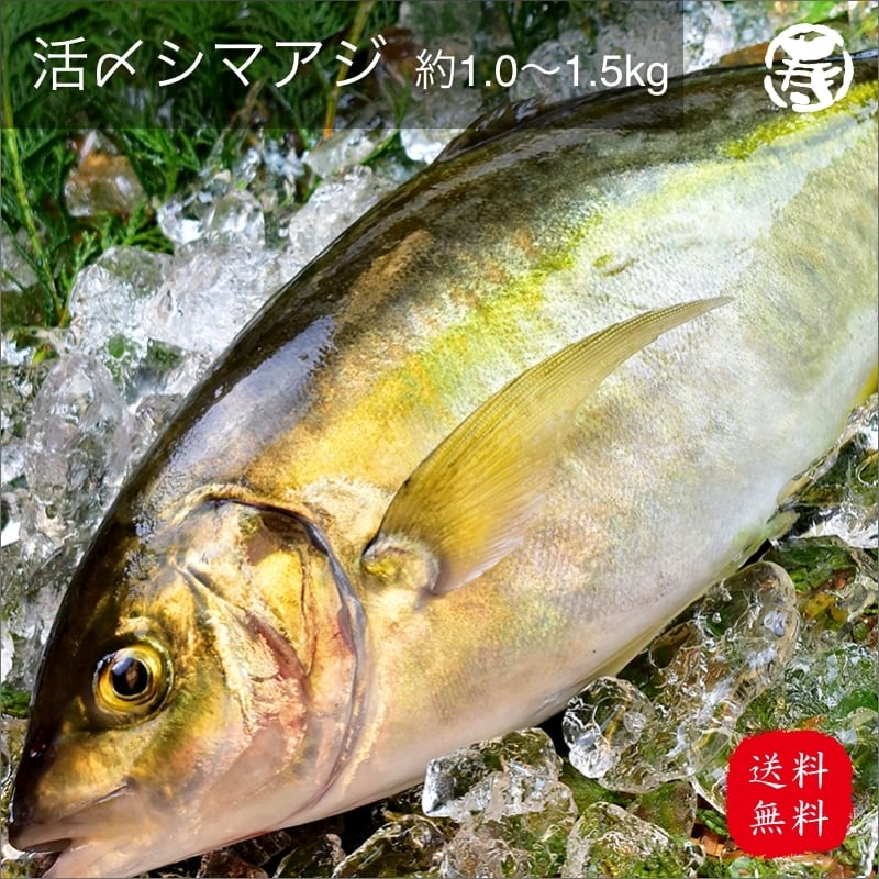 送料無料 水揚げ シマアジ 1.0kg-1.3kg 1尾 愛媛県産 | 丸寿海産通販