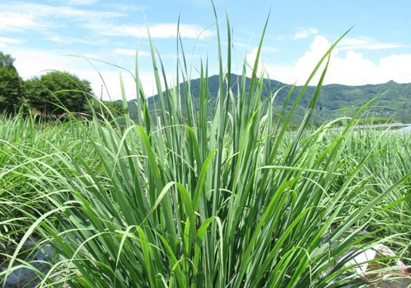 レモングラスの天然蒸留水＜50ml＞ | 佐賀県の特産品 ネットショップ