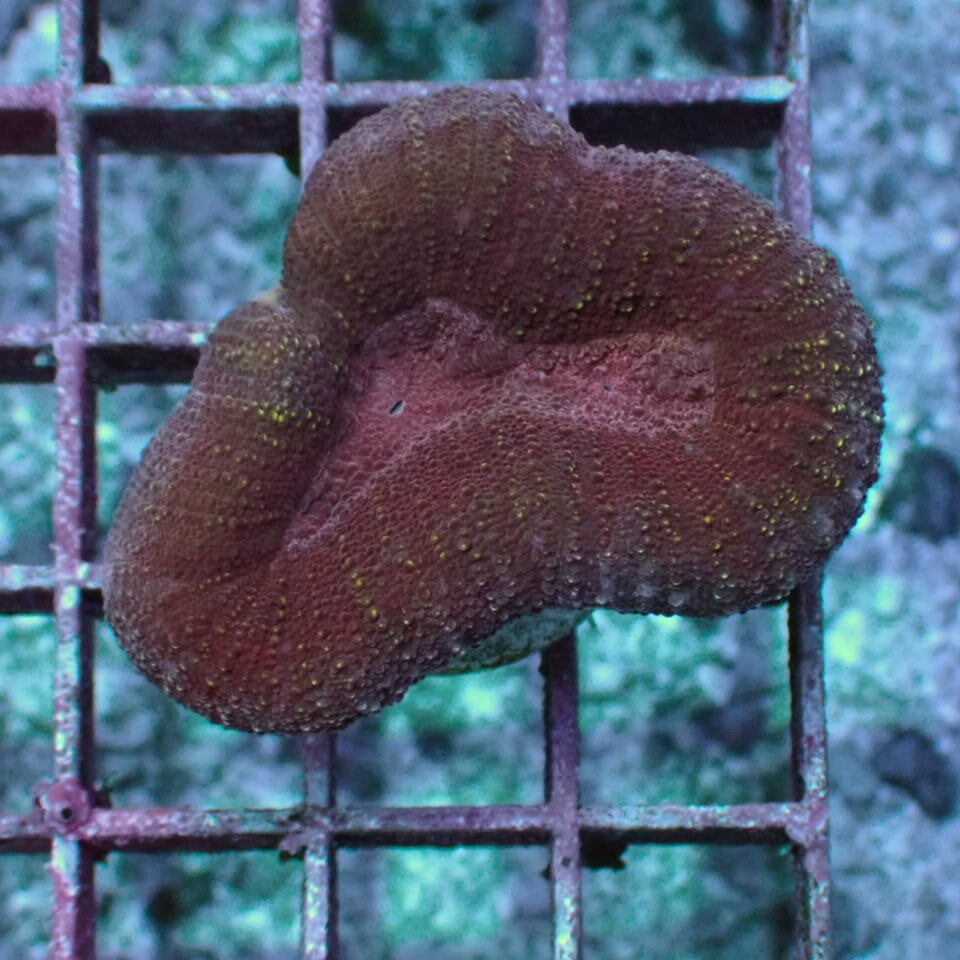 その他 | HOUSE REEF(ハウスリーフ)サンゴ・海水魚・海藻・通販