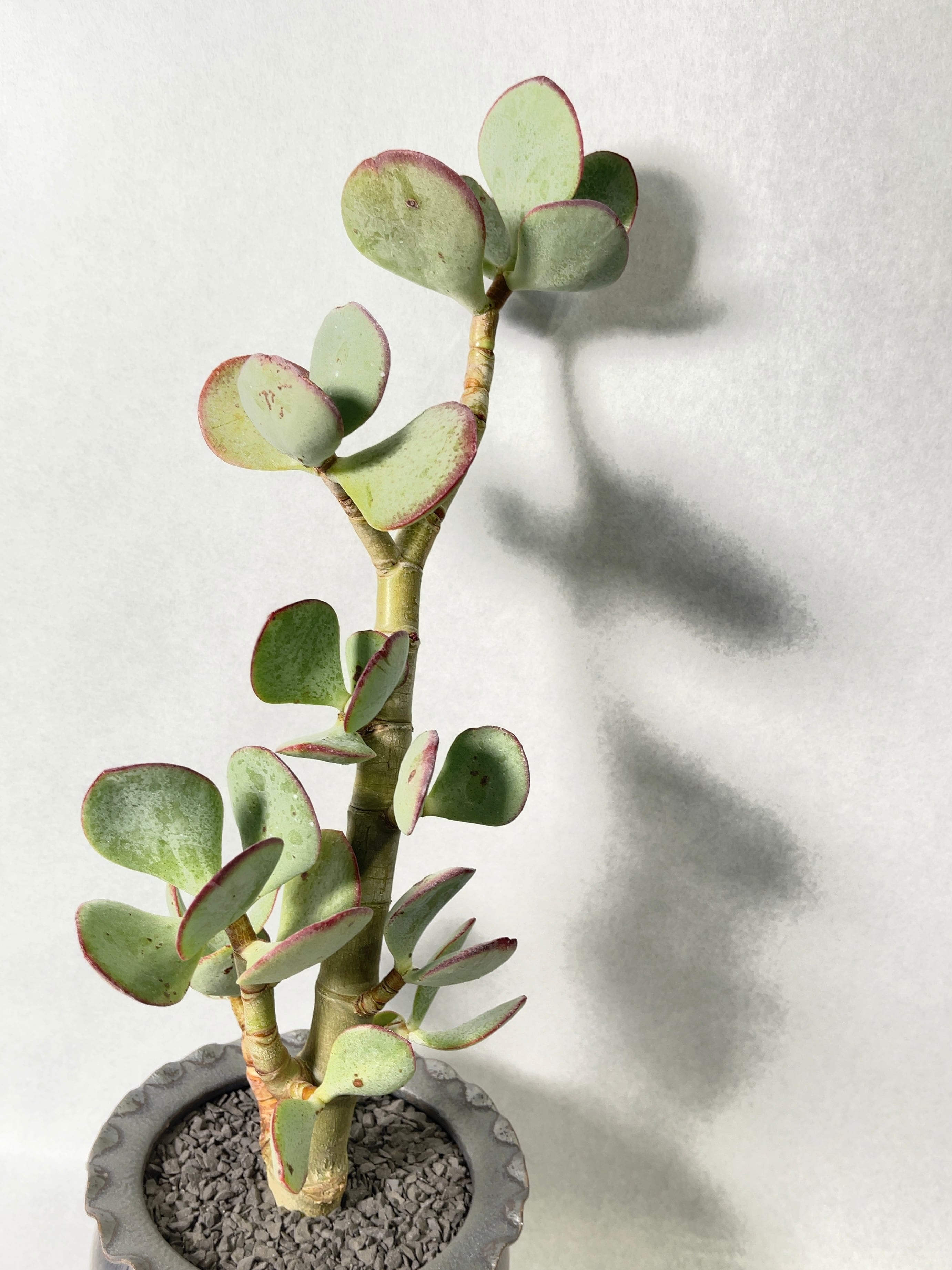 多肉植物 クラッスラ プベッセンス 多肉植物❤レア❤クラッスラ 多肉植物 クラッスラ プベッセンス 多肉植物❤レア❤クラッスラ