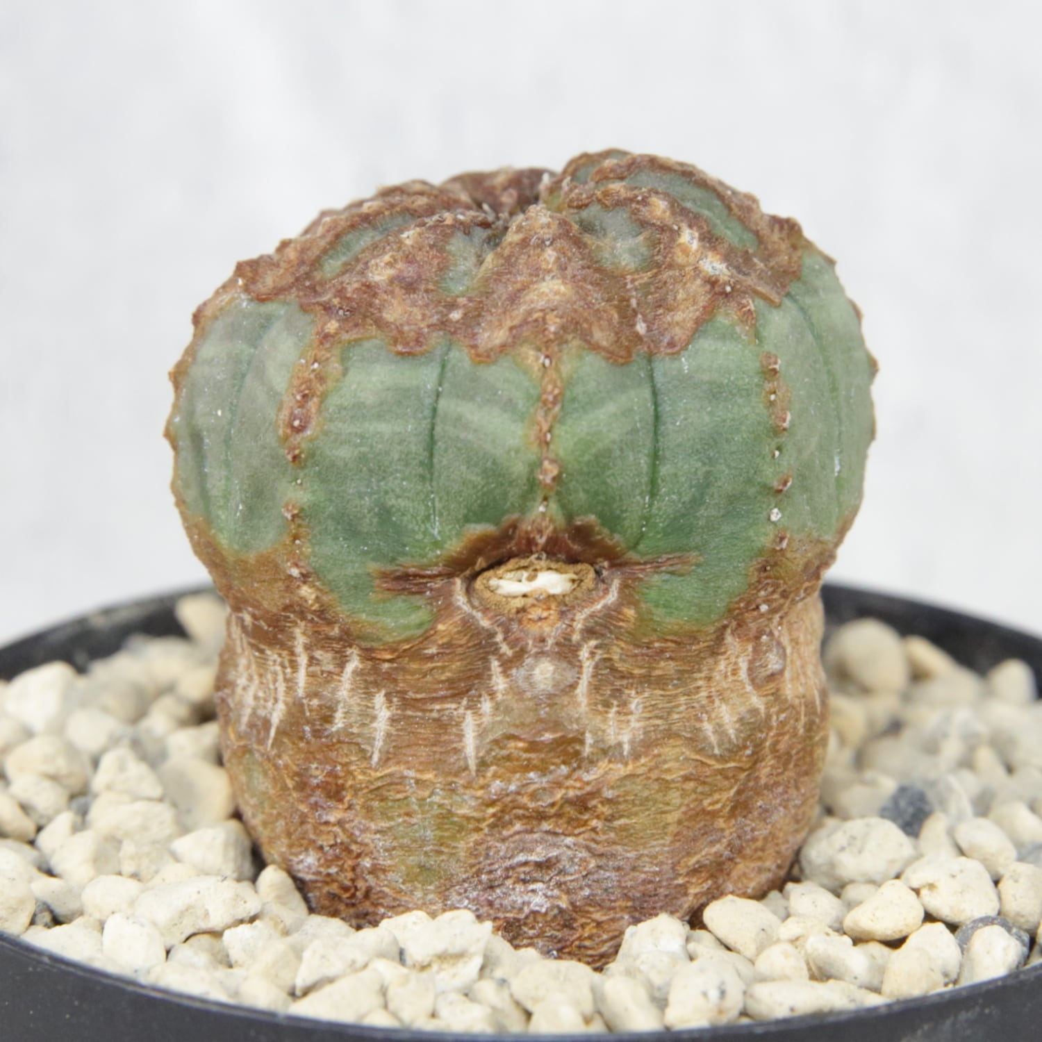 超厳選株】木質化 超マイクロ オベサ / ユーフォルビア | LIGHTHOUSE