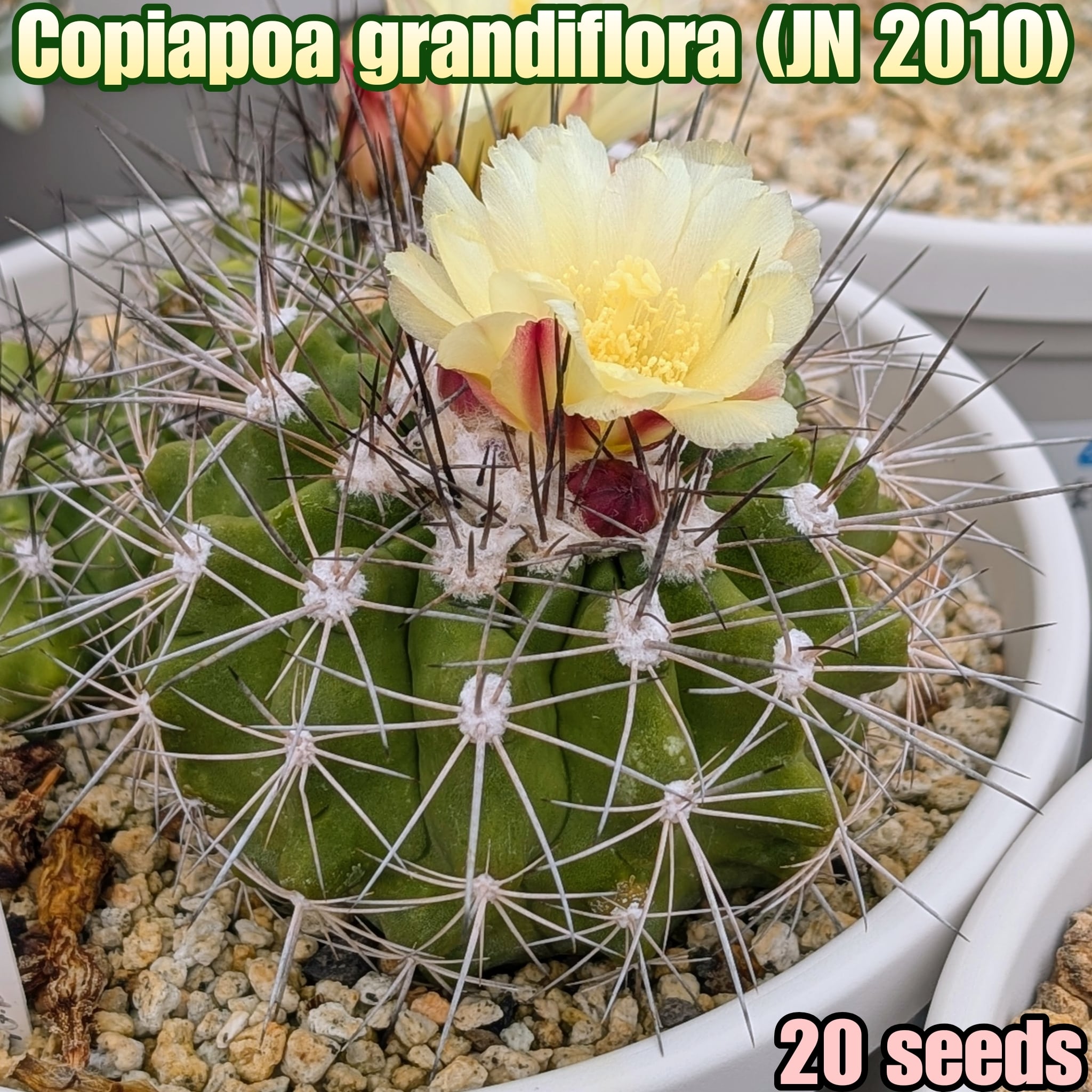 種子/20粒】Copiapoa grandiflora (JN 2010)/コピアポア・グランディ