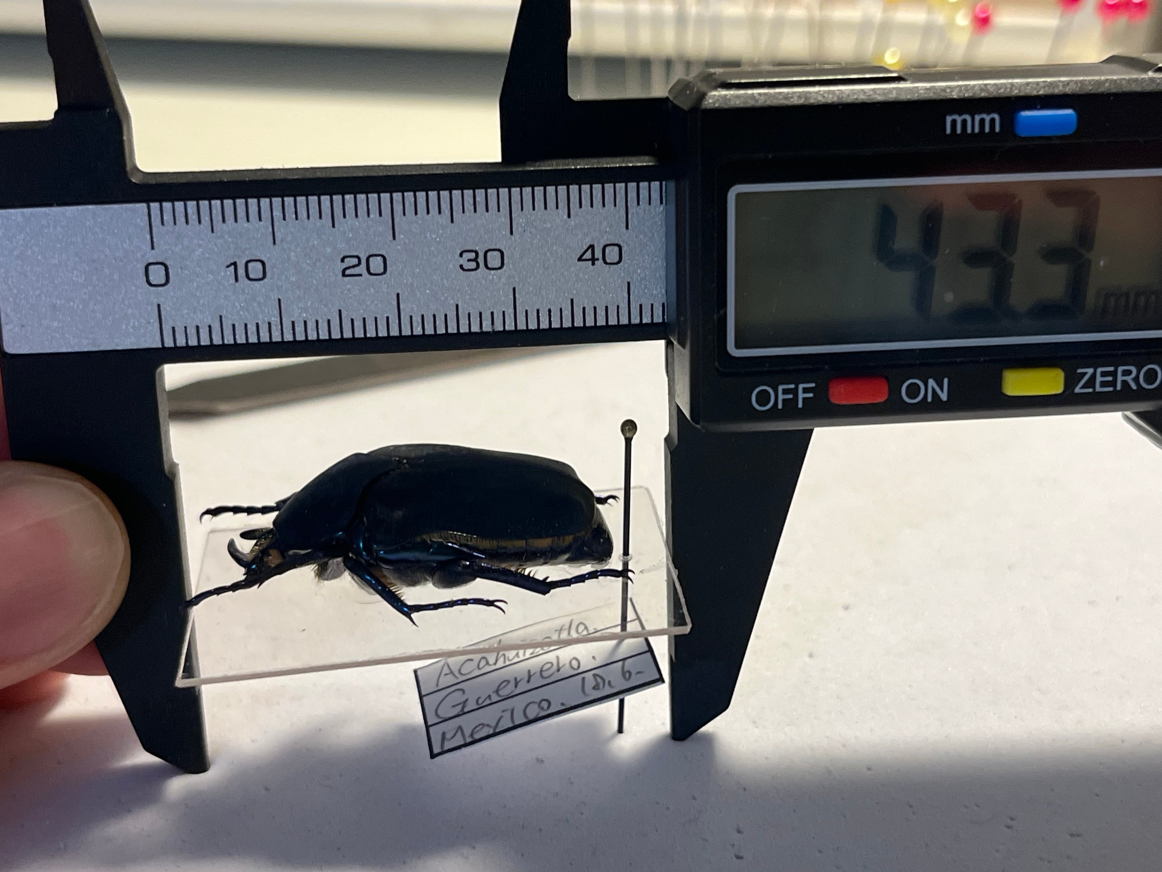 透明台紙】体裏がメタリックなイバライコツノヒシムネハナムグリ 標本