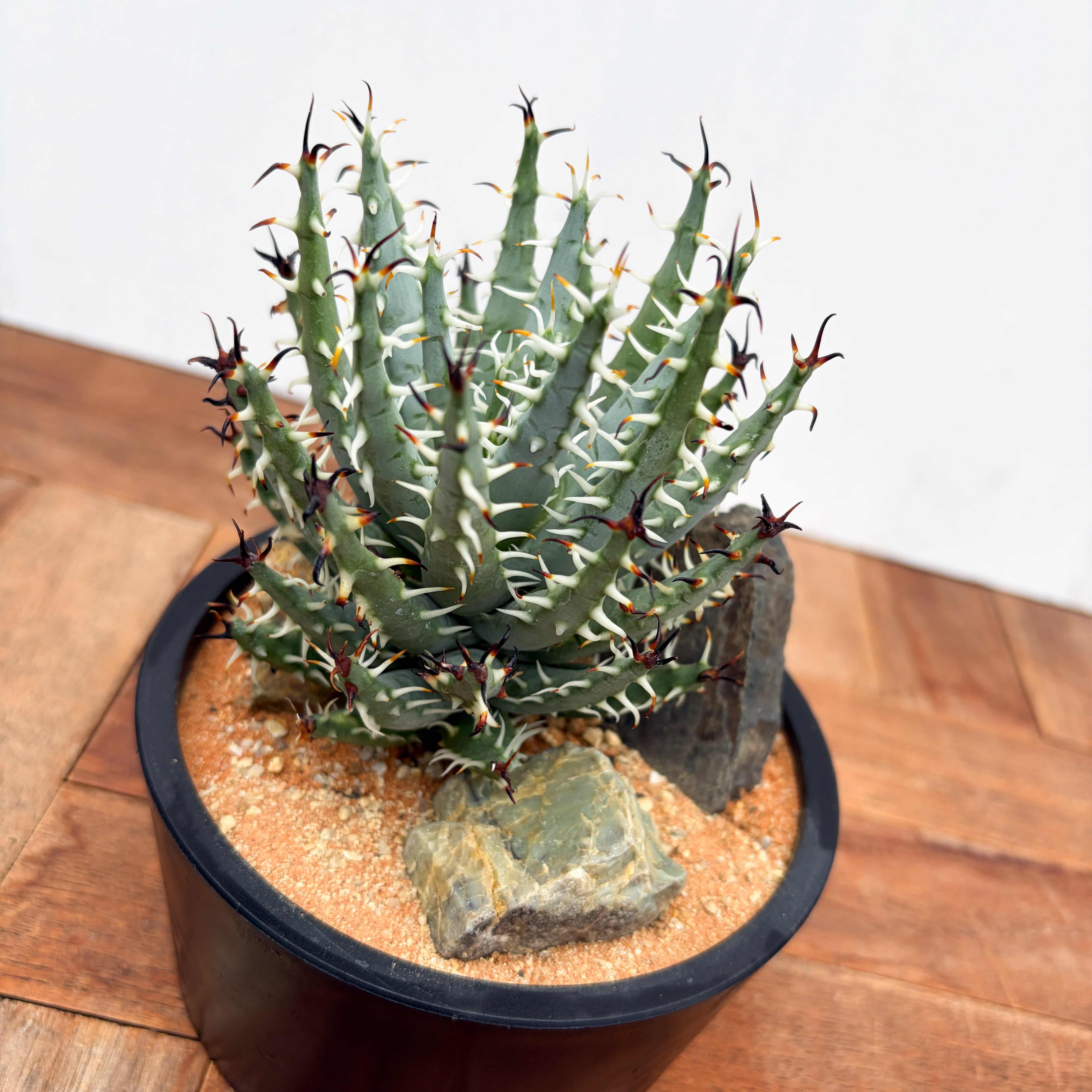 Aloe erinacea【アロエ・エリナケア】 | RIMO'S GREEN 【Saboten