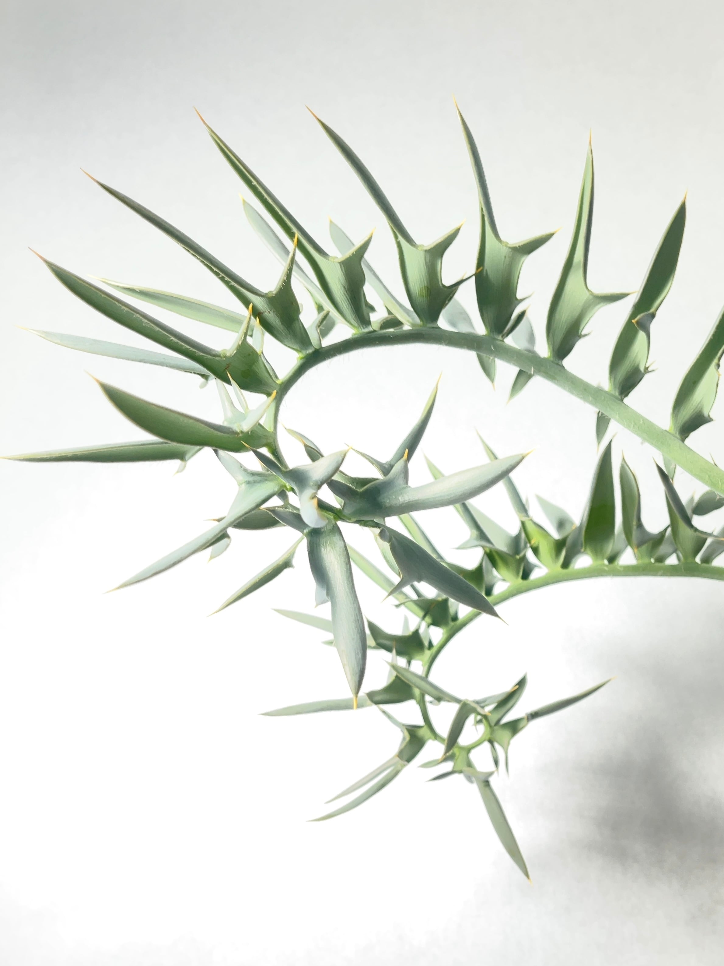 エンセファラルトス・ホリダス | trigger