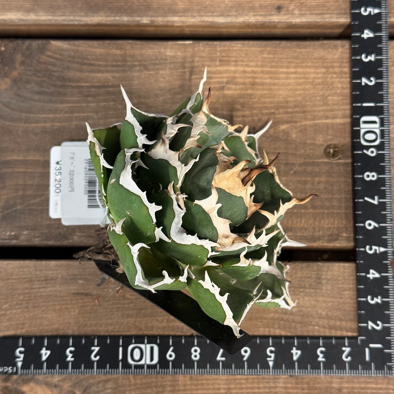 アガベ チタノタ ノヴァ【189】