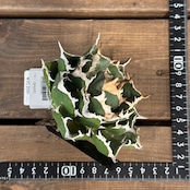 アガベ チタノタ ノヴァ【189】