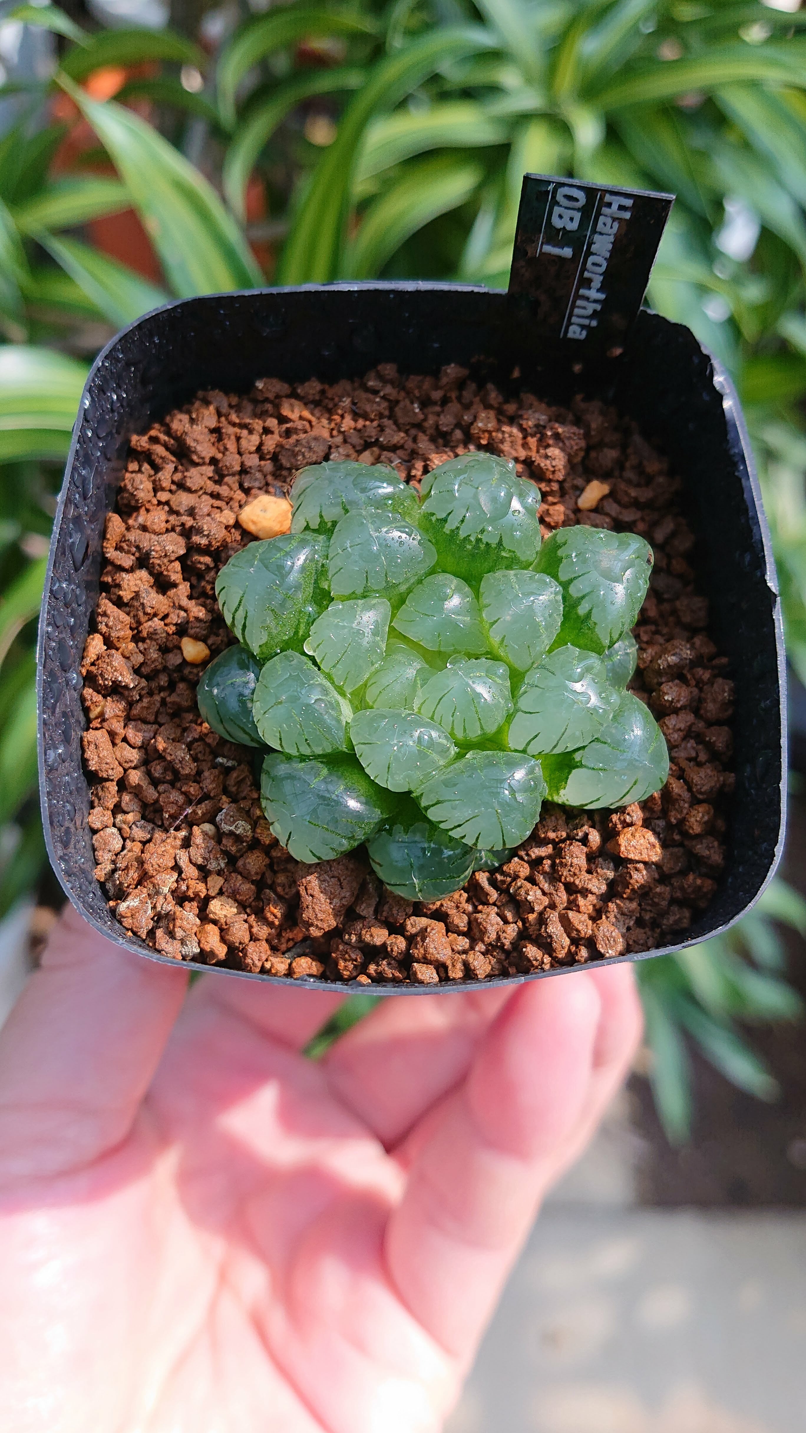 多肉植物　オブツーサ　ピンク　②