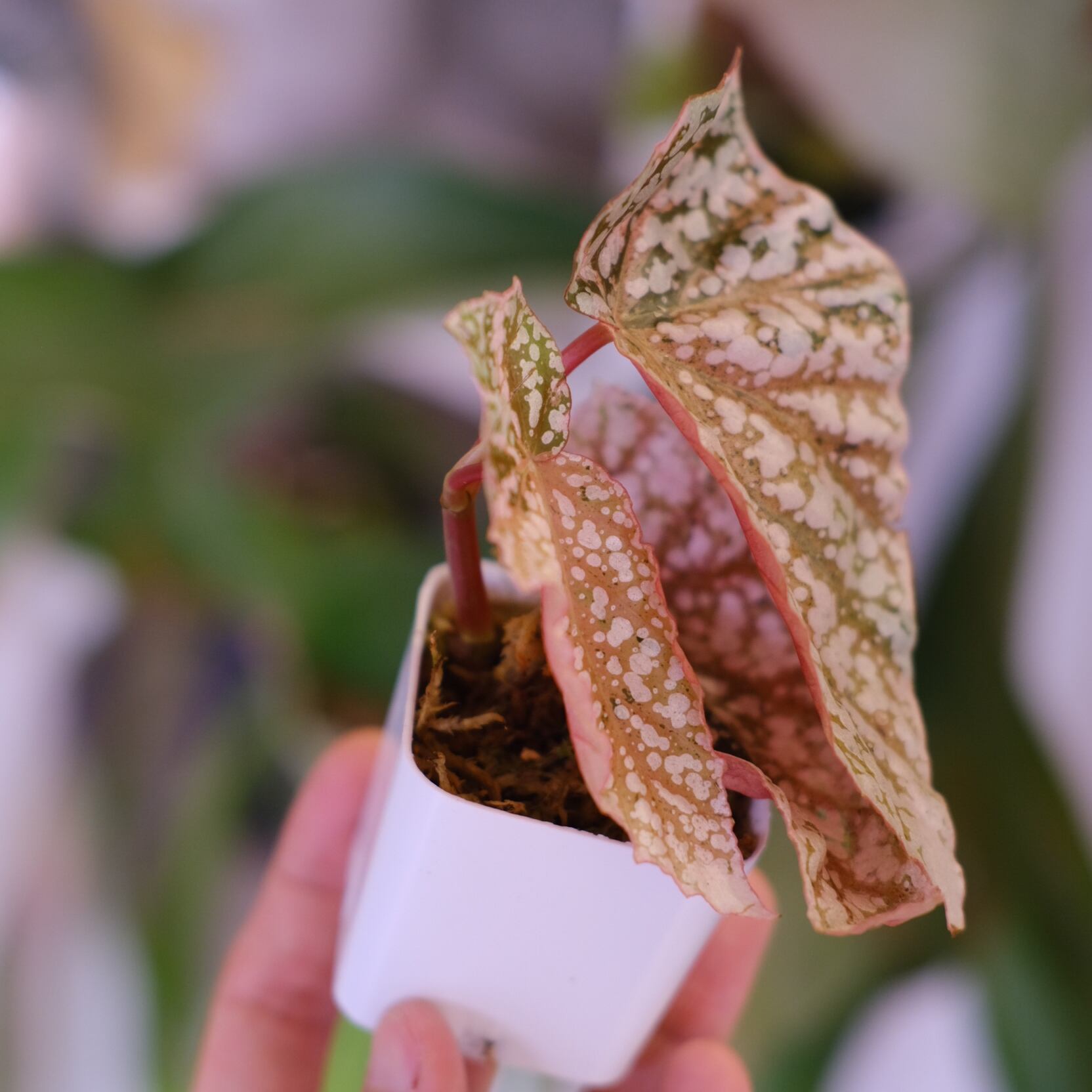 Begonia Snow Capped Variegata｜ベゴニア スノーキャップド 斑入り