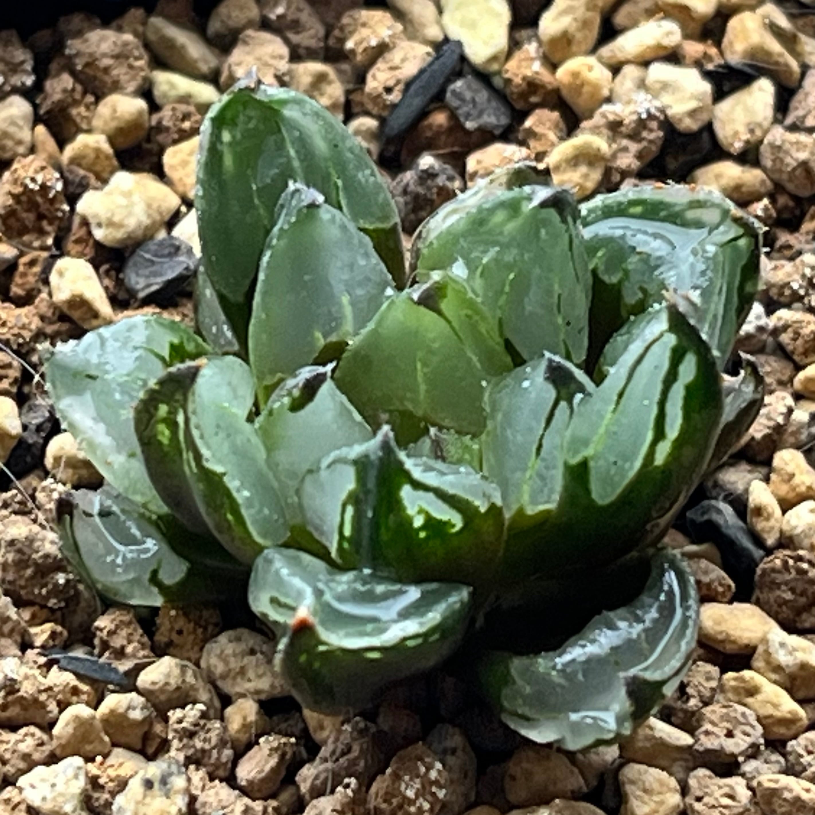 ハオルチア B型コンプトミュータント錦① | mocono_plants