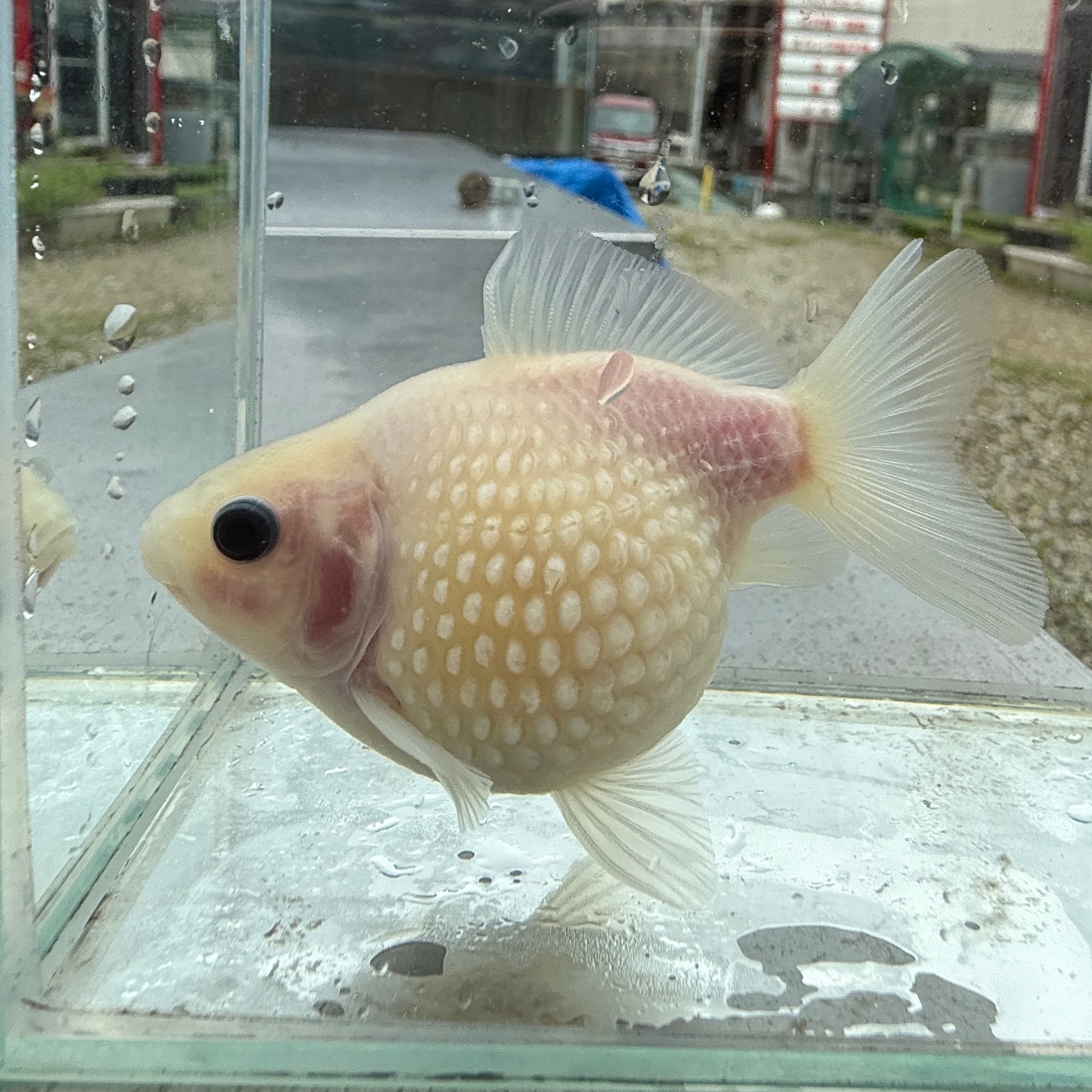 ピンポンパール | SAKURAさらさ