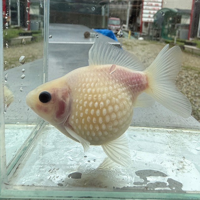 【国産 金魚】ピンポンパール （7〜8cm前後/ミルク柄/SAKURAさらさ2025年産)