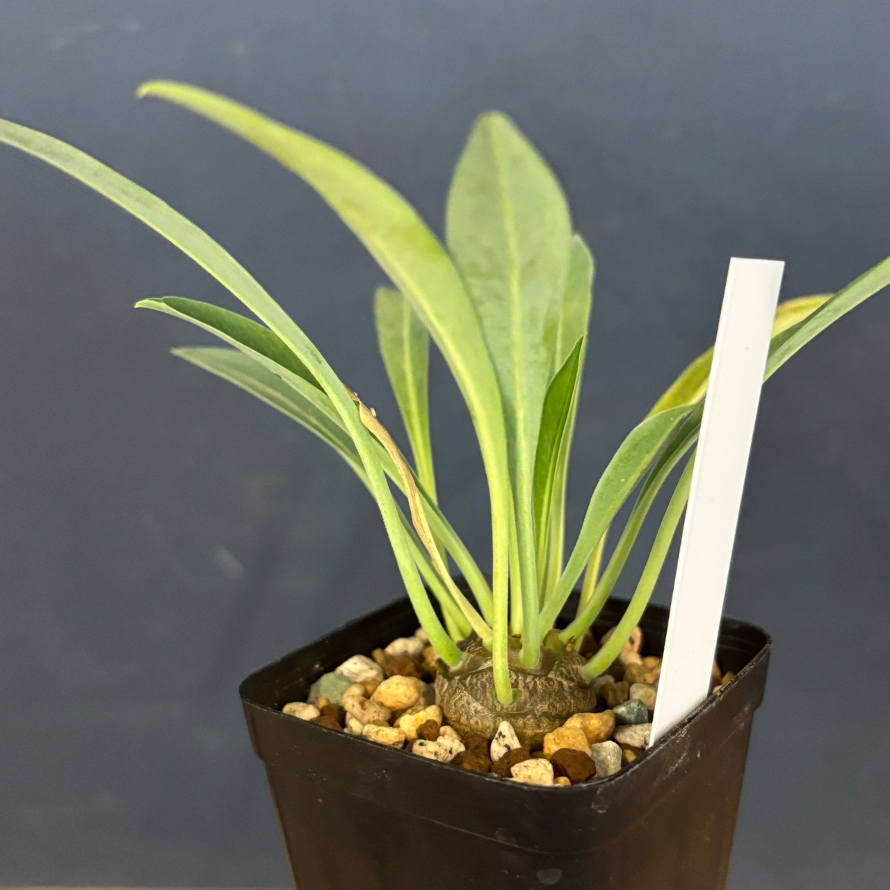 ユーフォルビア　鉄甲丸(ブプレウリフォリア)【739】