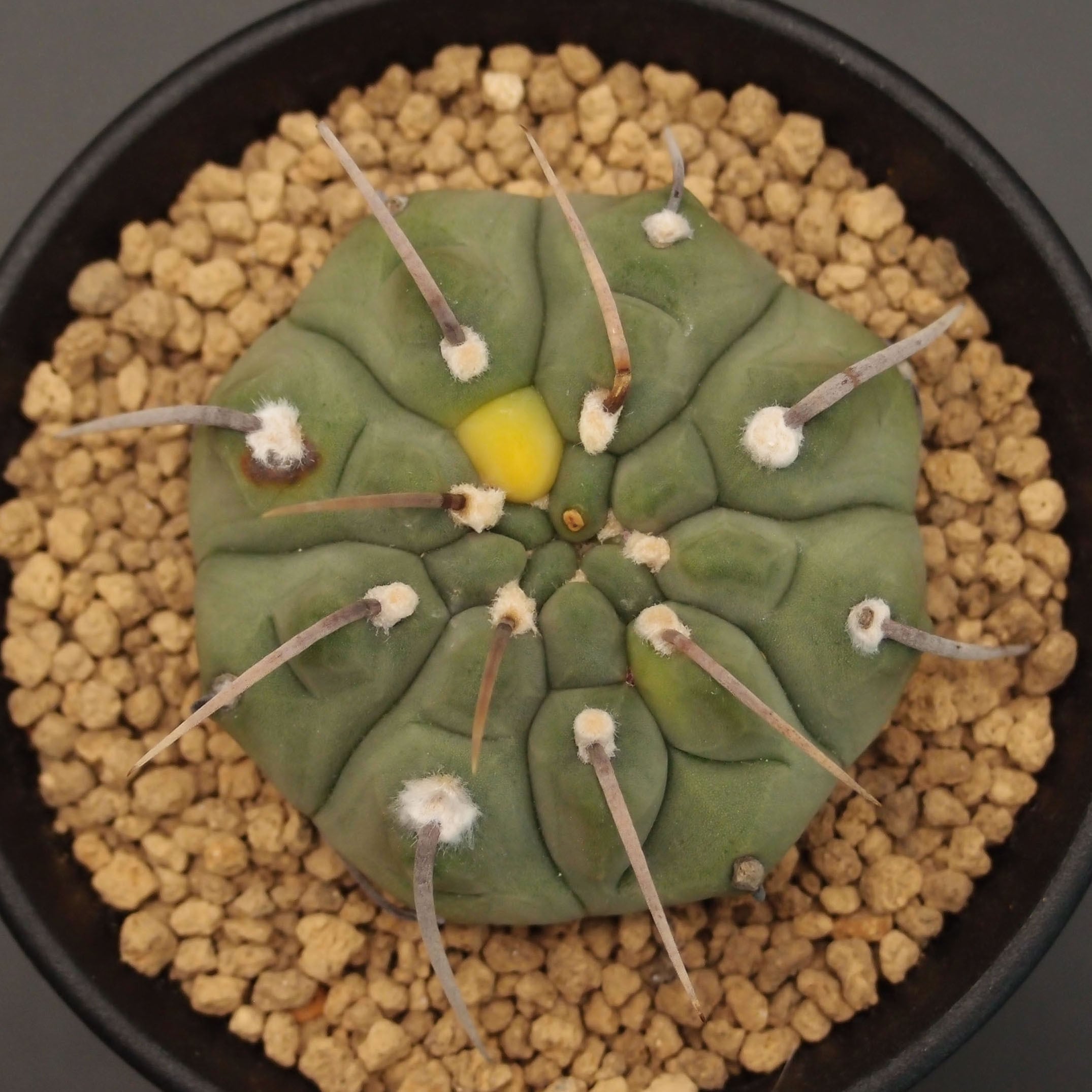 黒刺鳳頭 (B01)：ギムノカリキウム属 ※実生 | 万緑 BAN RYOKU