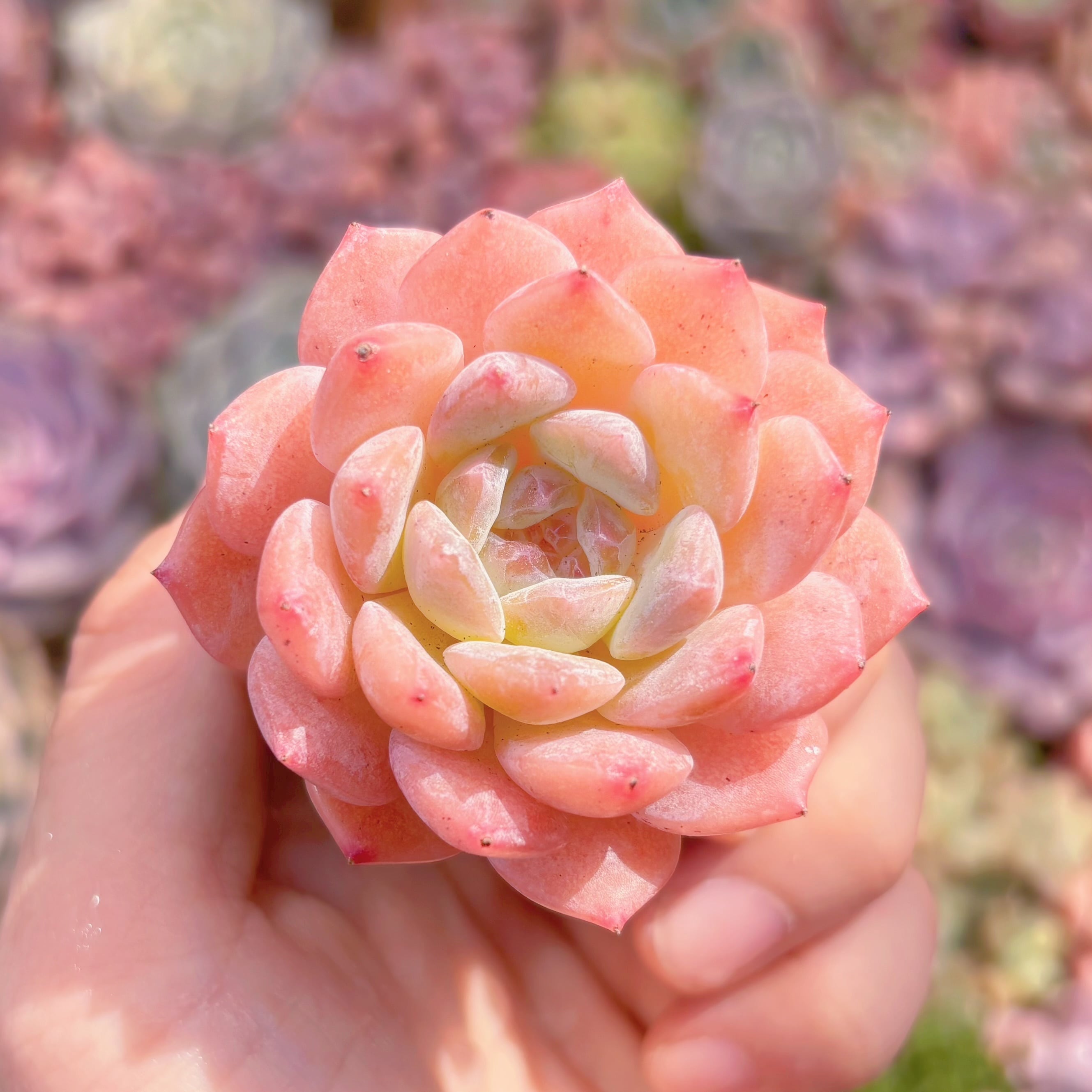 多肉植物　氷魄　新入荷　るる農園