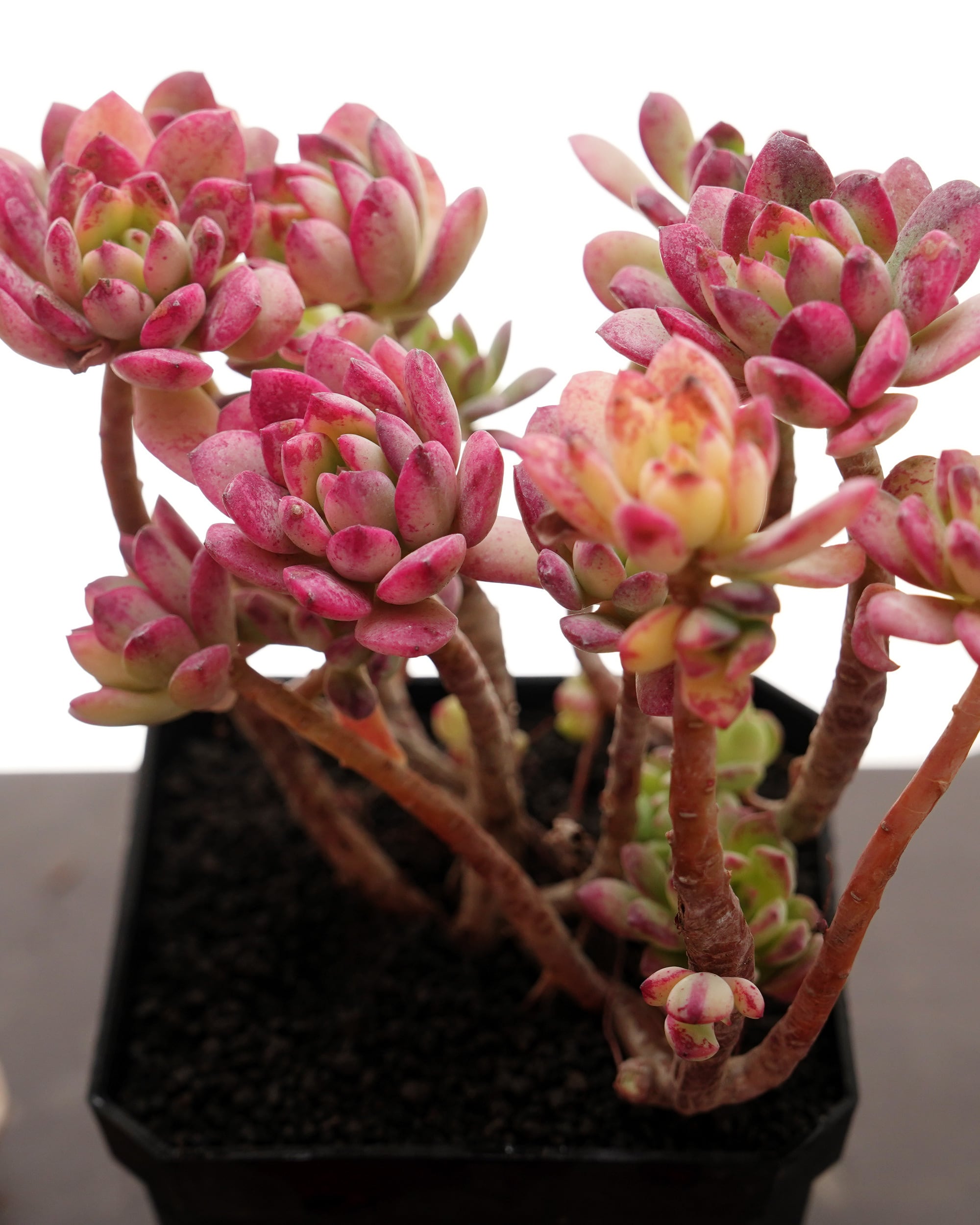 抜き苗 マクドガリー錦 （ミニベル錦） Echeveria macdougallii f