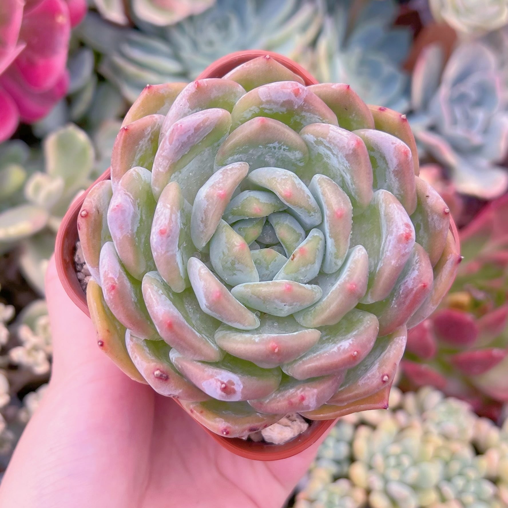 現品　エケベリア白鳳xオレンジモンロー#254　大苗　るる農園