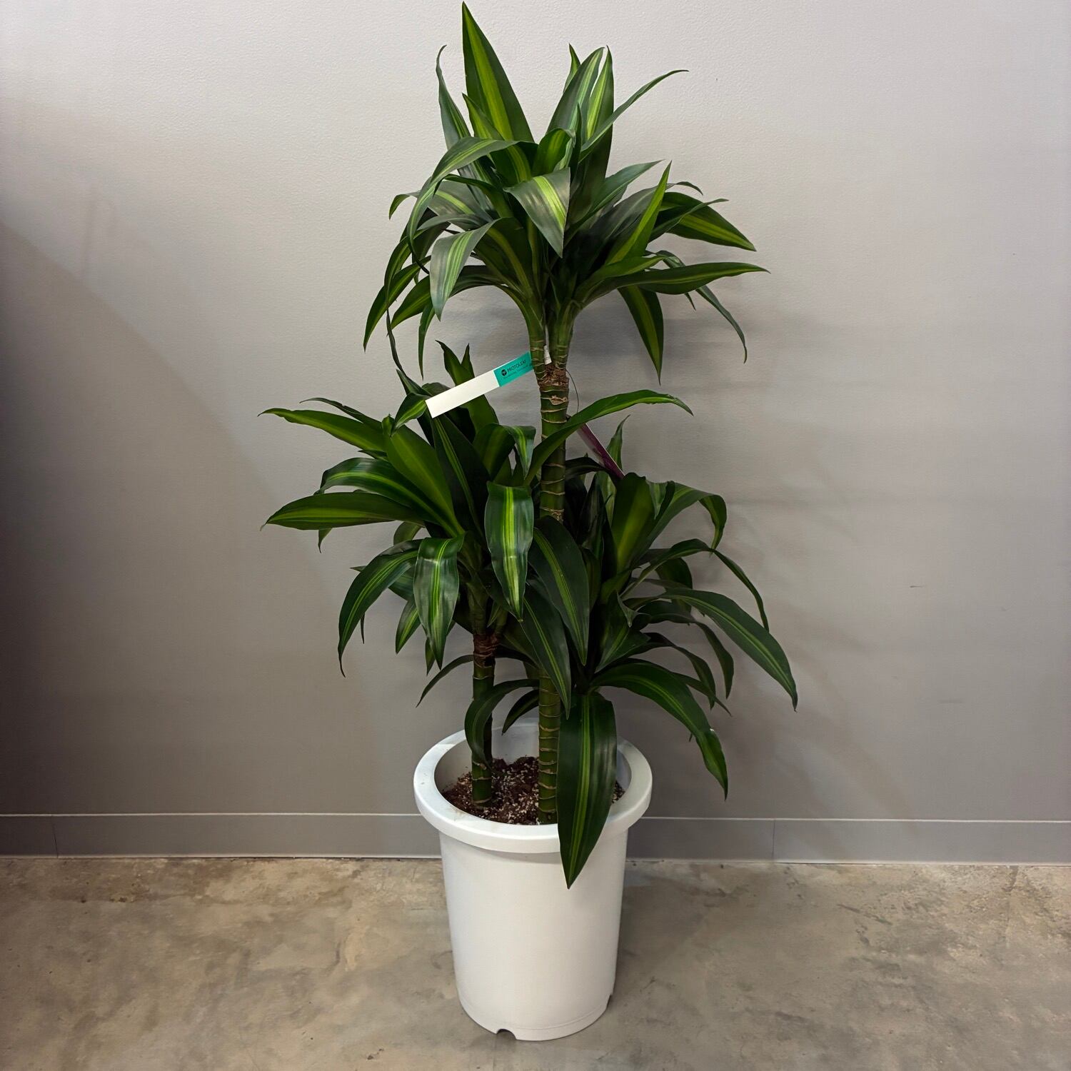 観葉植物 | PROTOLEAF プロトリーフ