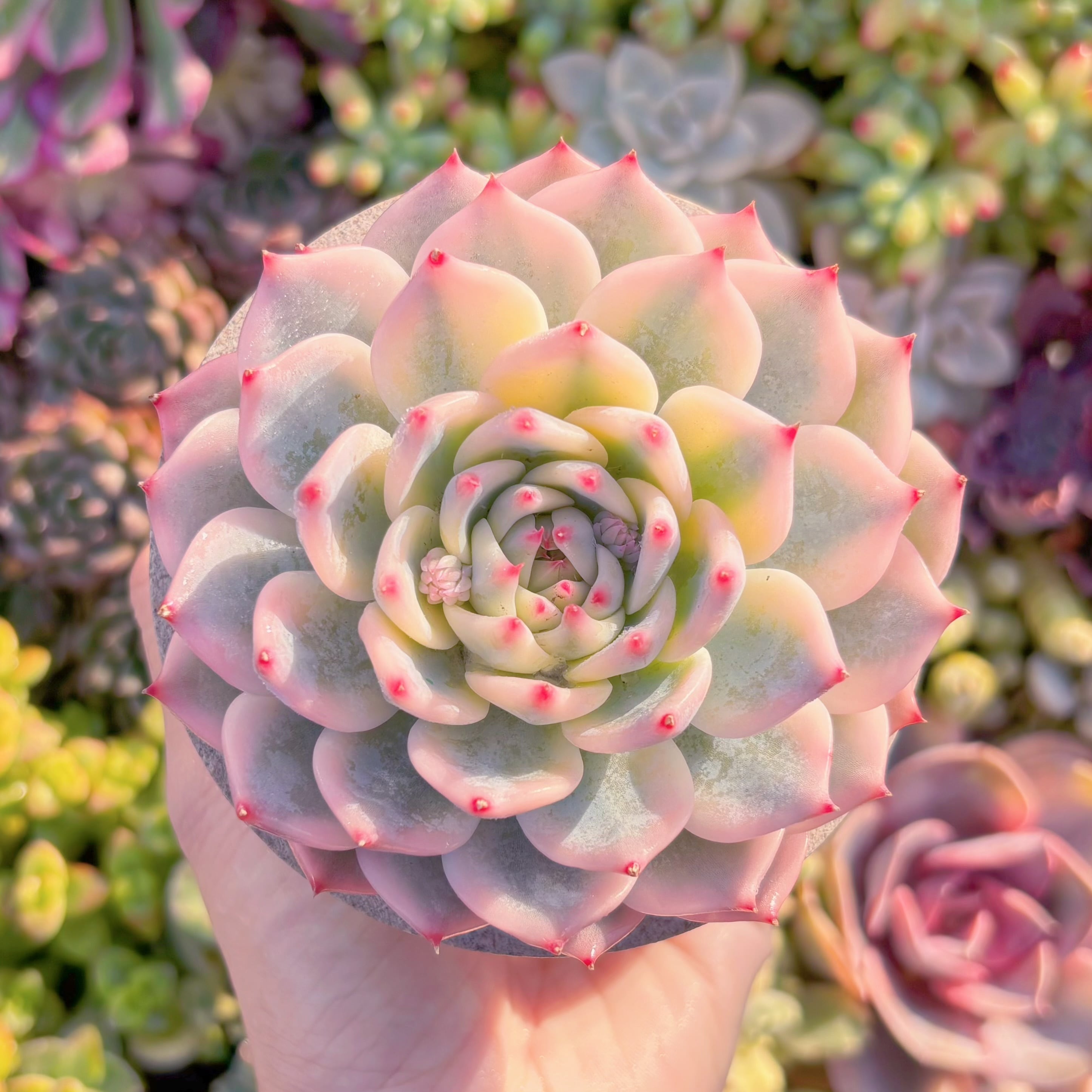 現品　チワワ錦#M093　極上株　るる農園