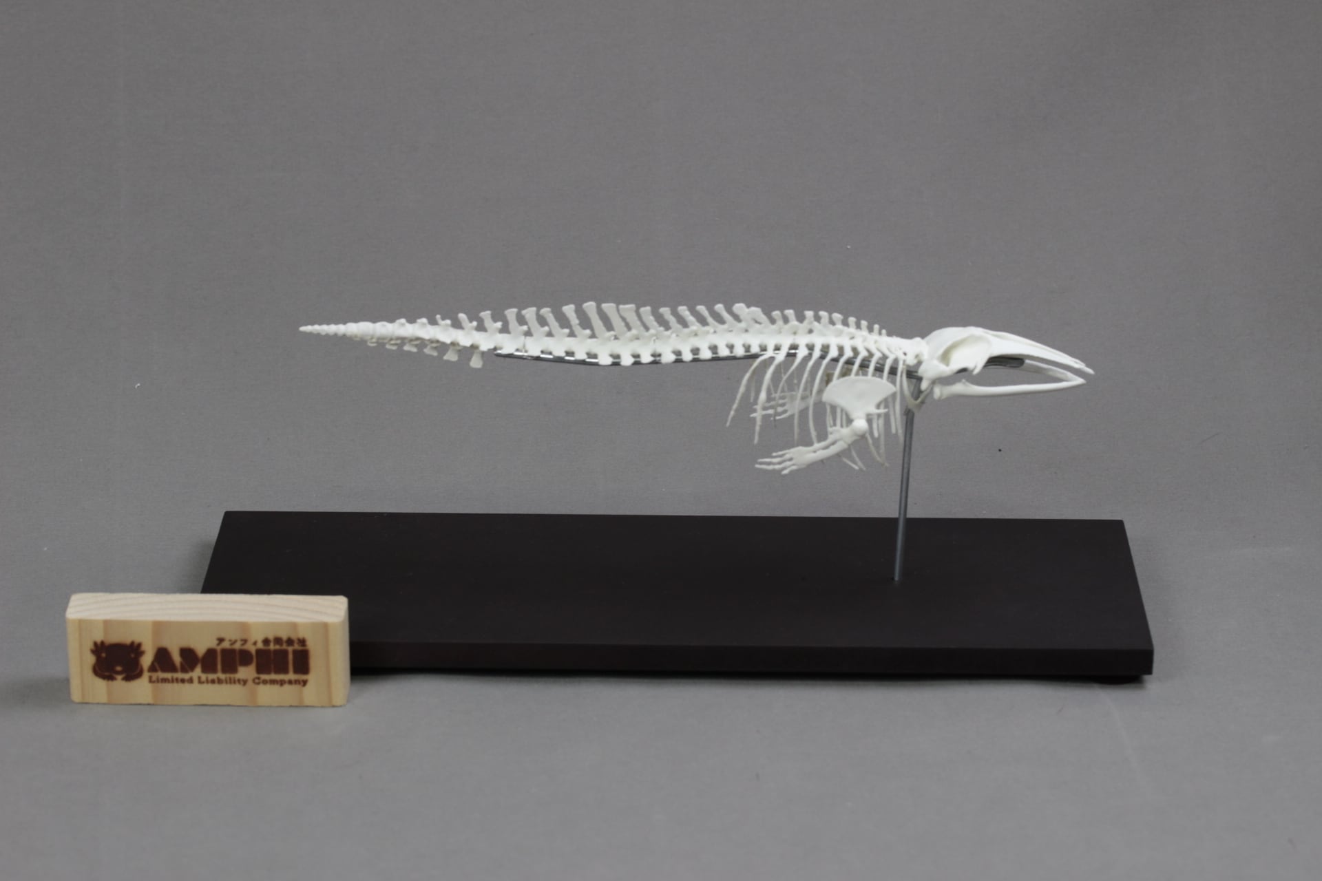 ミンククジラ 縮小全身骨格レプリカ 25cm | アンフィ合同会社