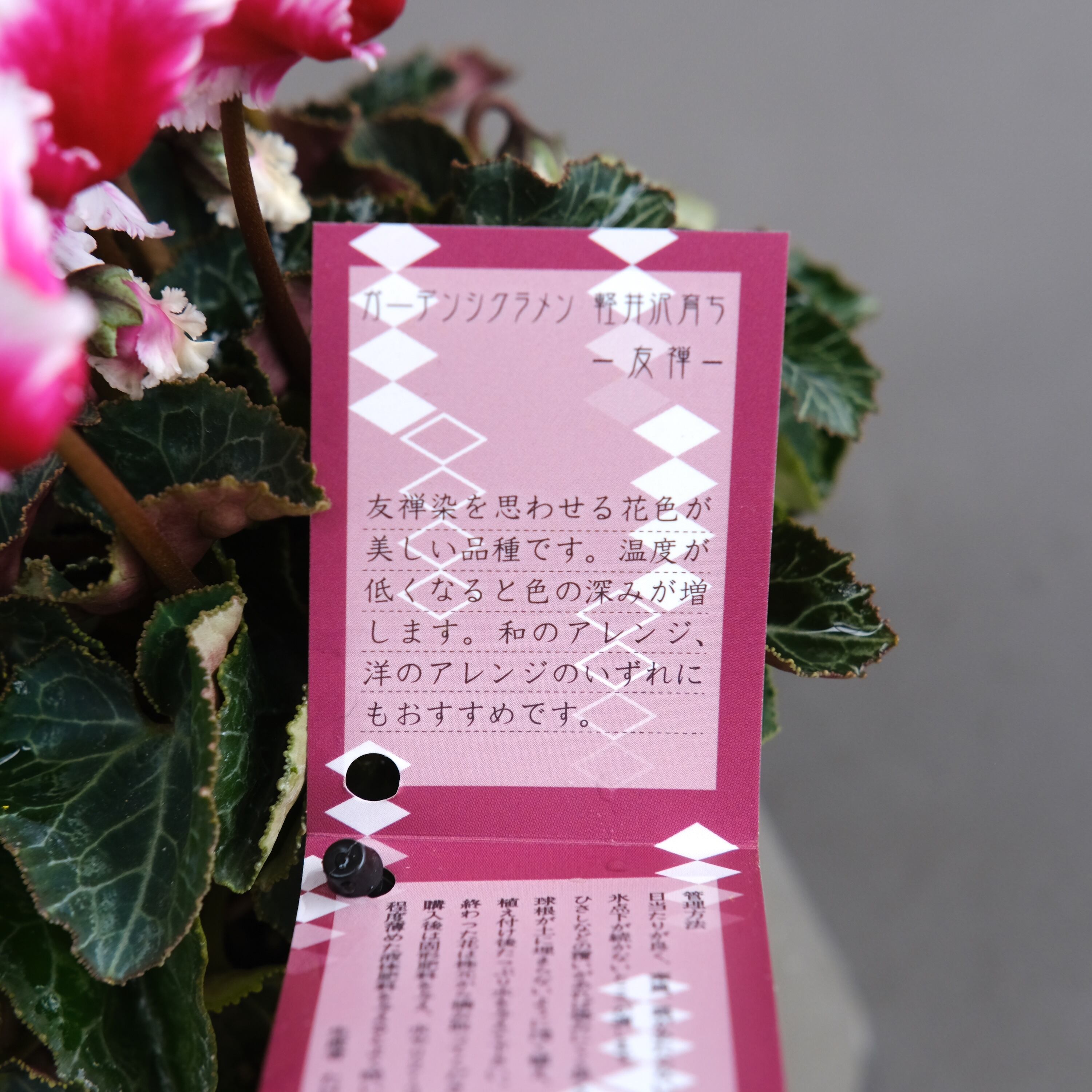 ガーデンシクラメン《 友禅 》軽井沢育ち 3号鉢 | グリーンギャラリー