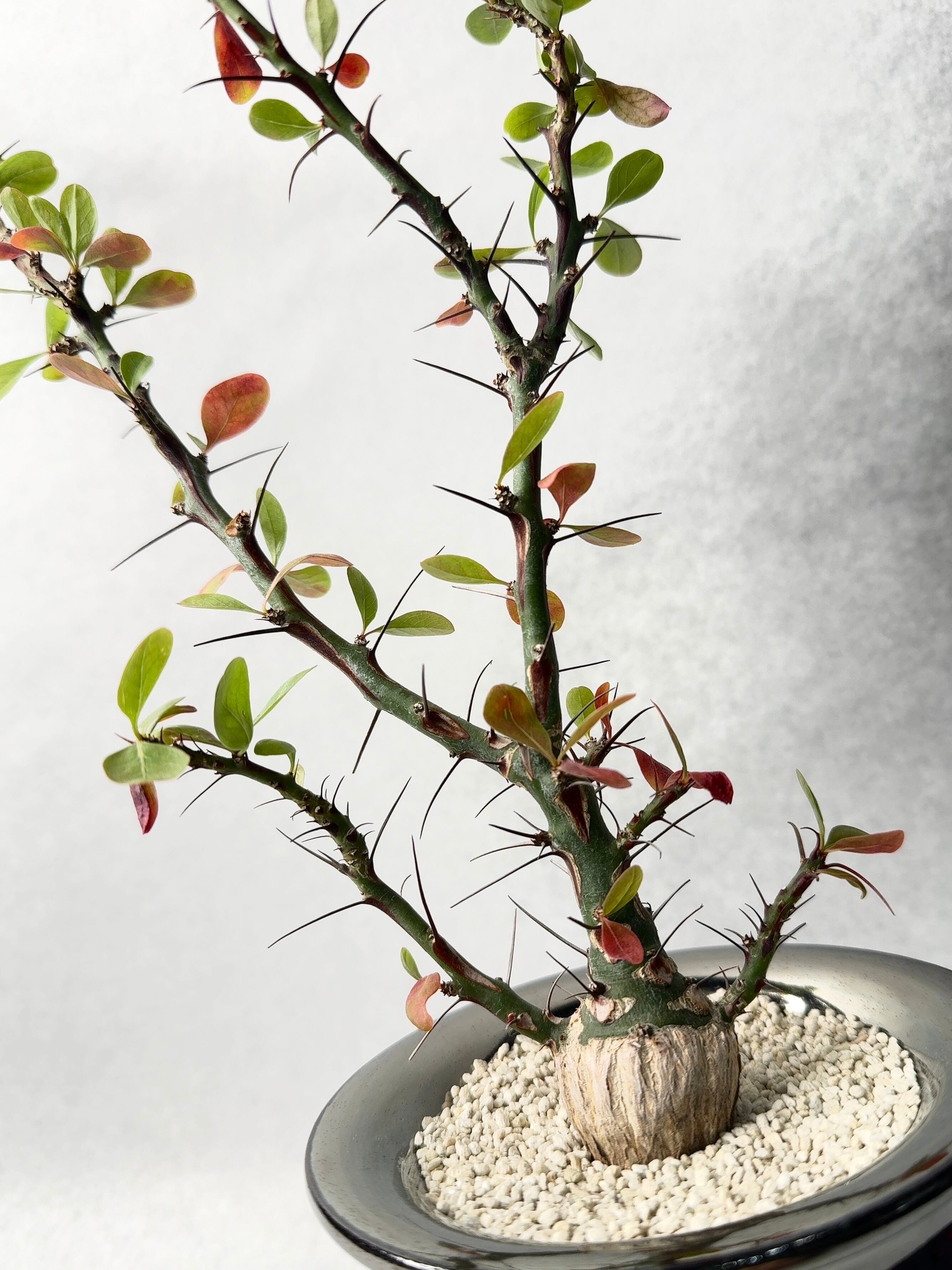 フォークイエリア・ファシクラータ | trigger