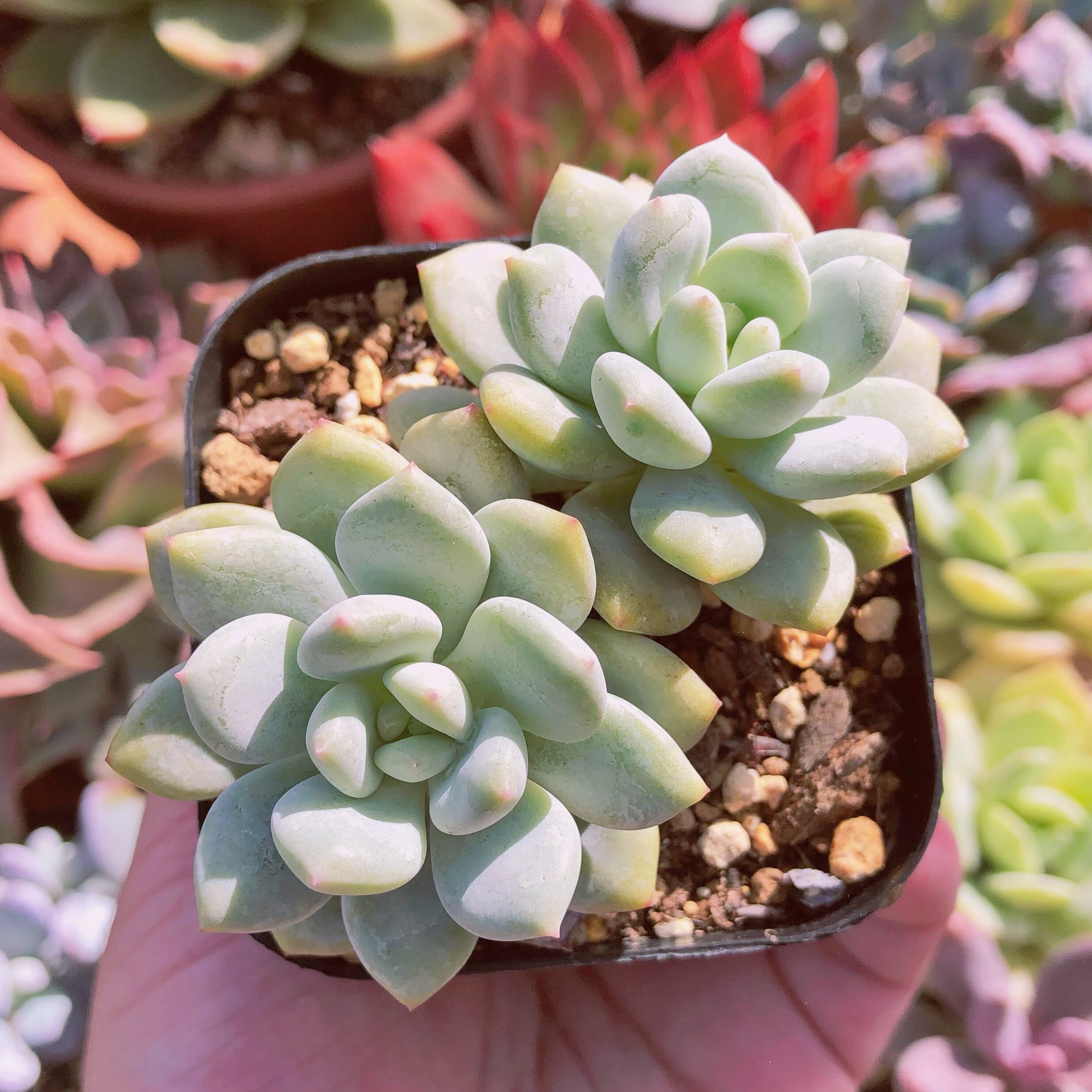 多肉植物　ポッピー　2頭　