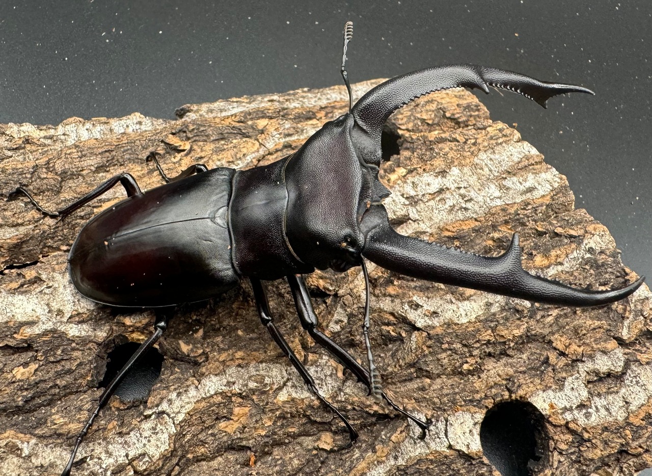 【WD】《マンディブラリスフタマタ 100.5mm ペア》