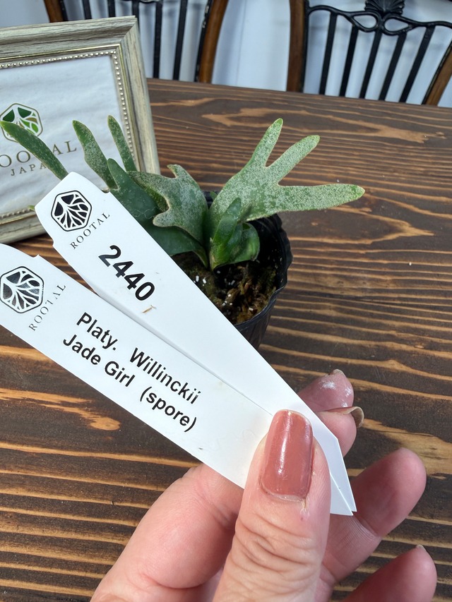 ★2440【未来は緑のプリンセス】 ビカクシダ　ウィリンキージェイドガールspore　(2.5号ポット)