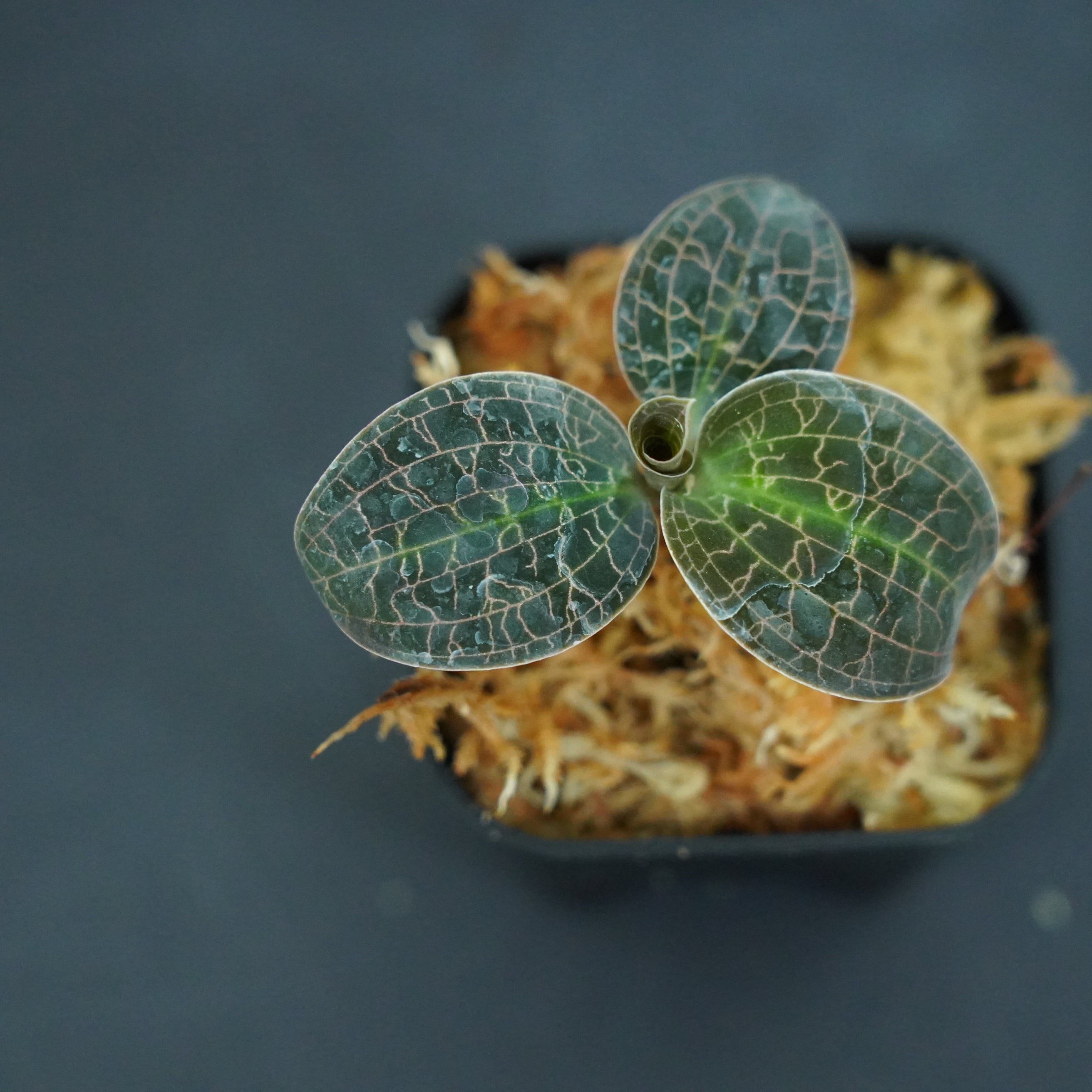 ◆現品◆ドッシニア マルモラータ【ジュエルオーキッド宝石蘭】#662