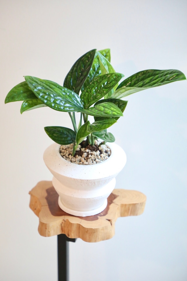 【S】モンステラ ジェイド シャルトコック/Monstera Jade Shuttlecock ※陶器鉢付き