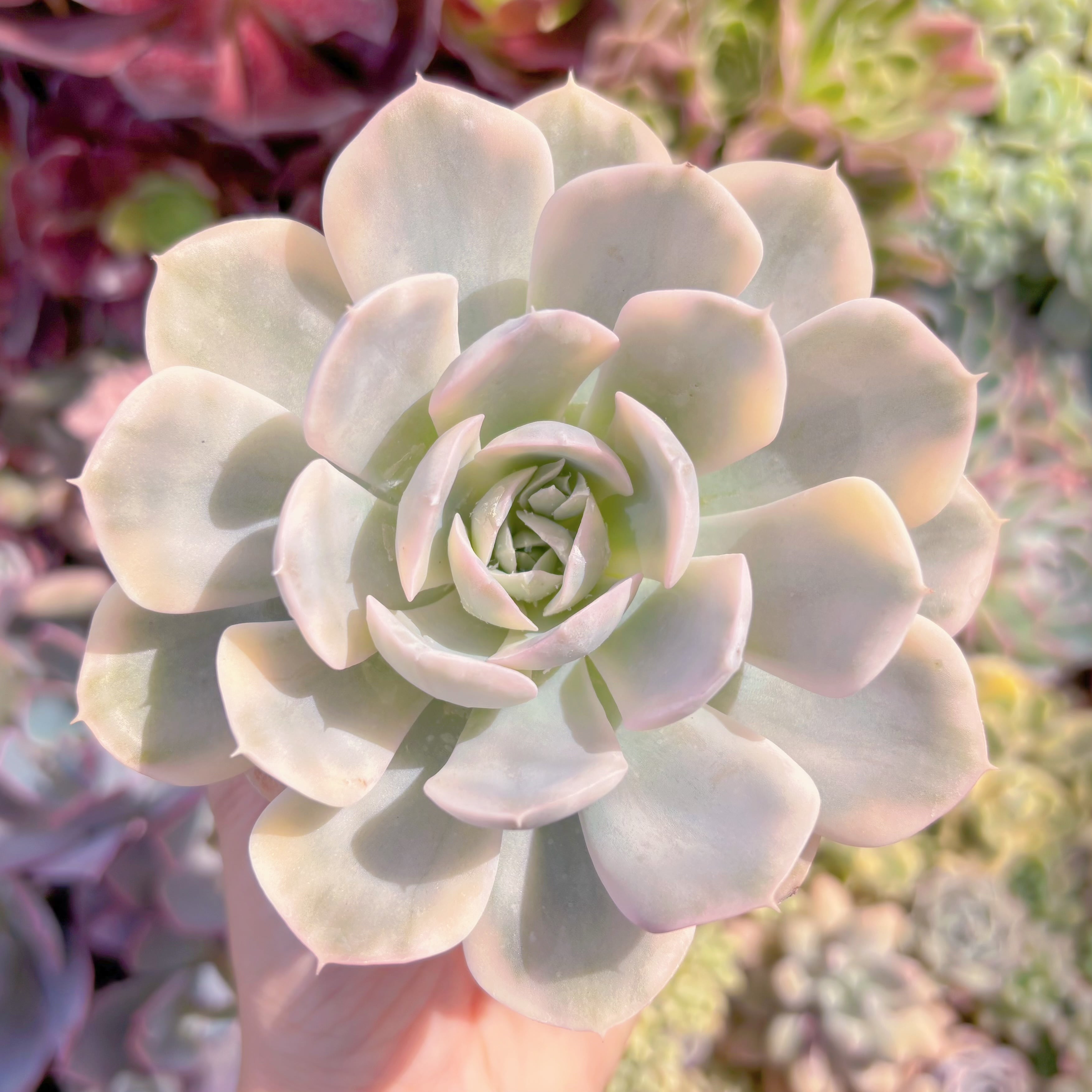 現品　ルヨンニー錦#536　るる農園