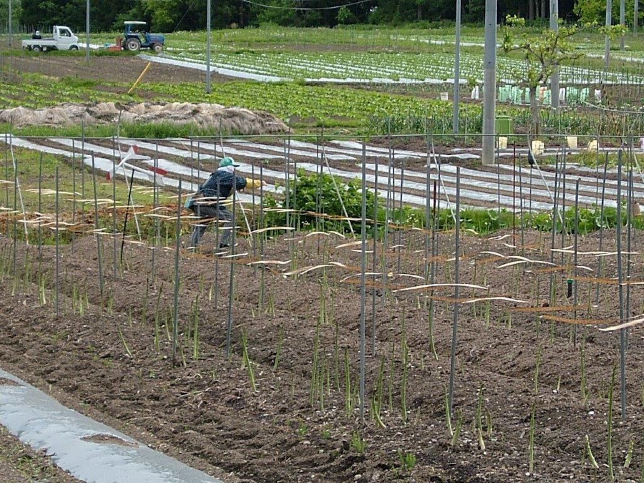 朝採り極太アスパラ 2kg