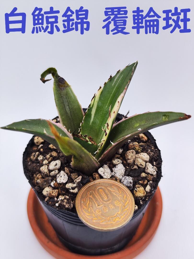 アガベ ベビーティース錦活着株子株付きキズあり鉢ごと発送