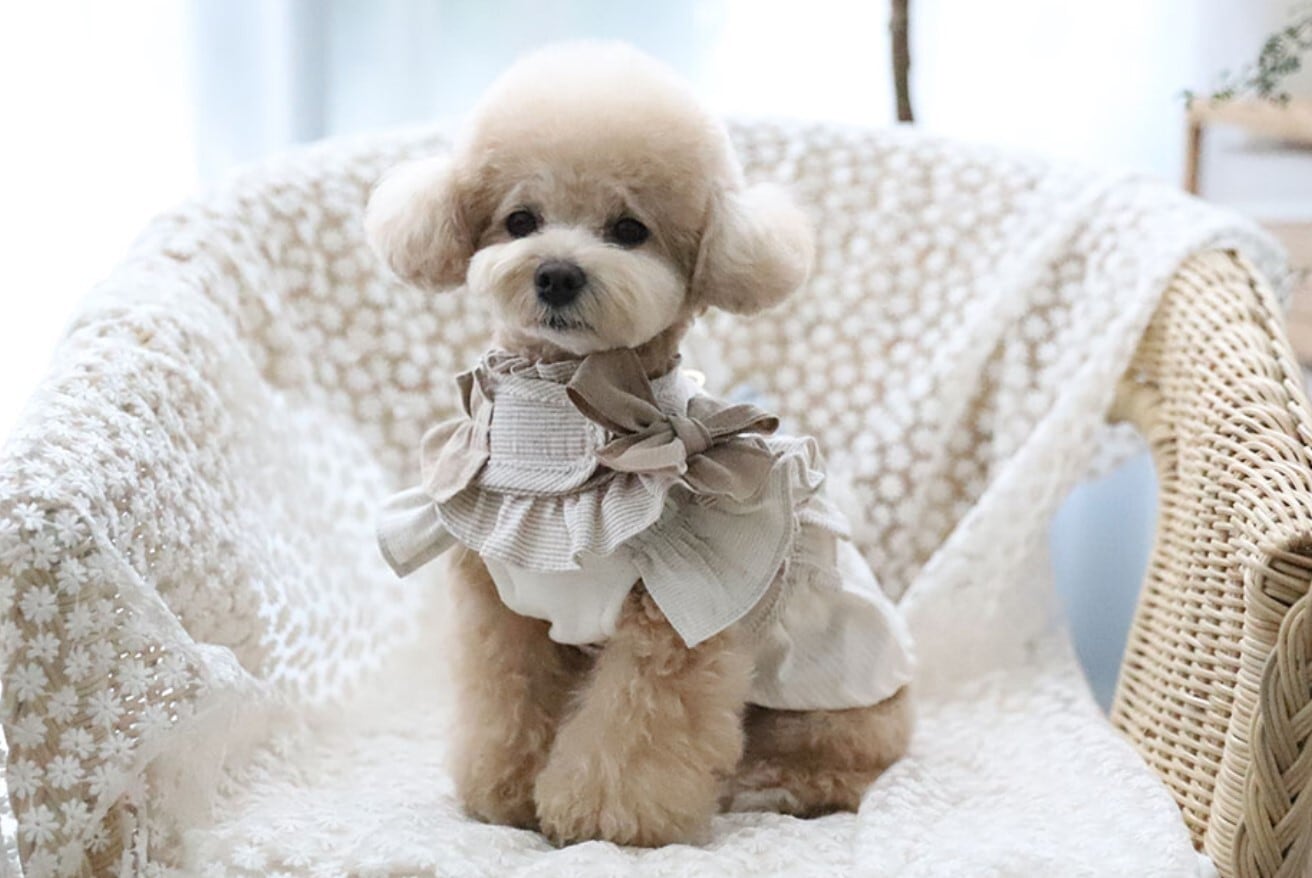 XL/即納【COZY N】Cozyn Linen Harness《BeigeStripe》 | haneulpet