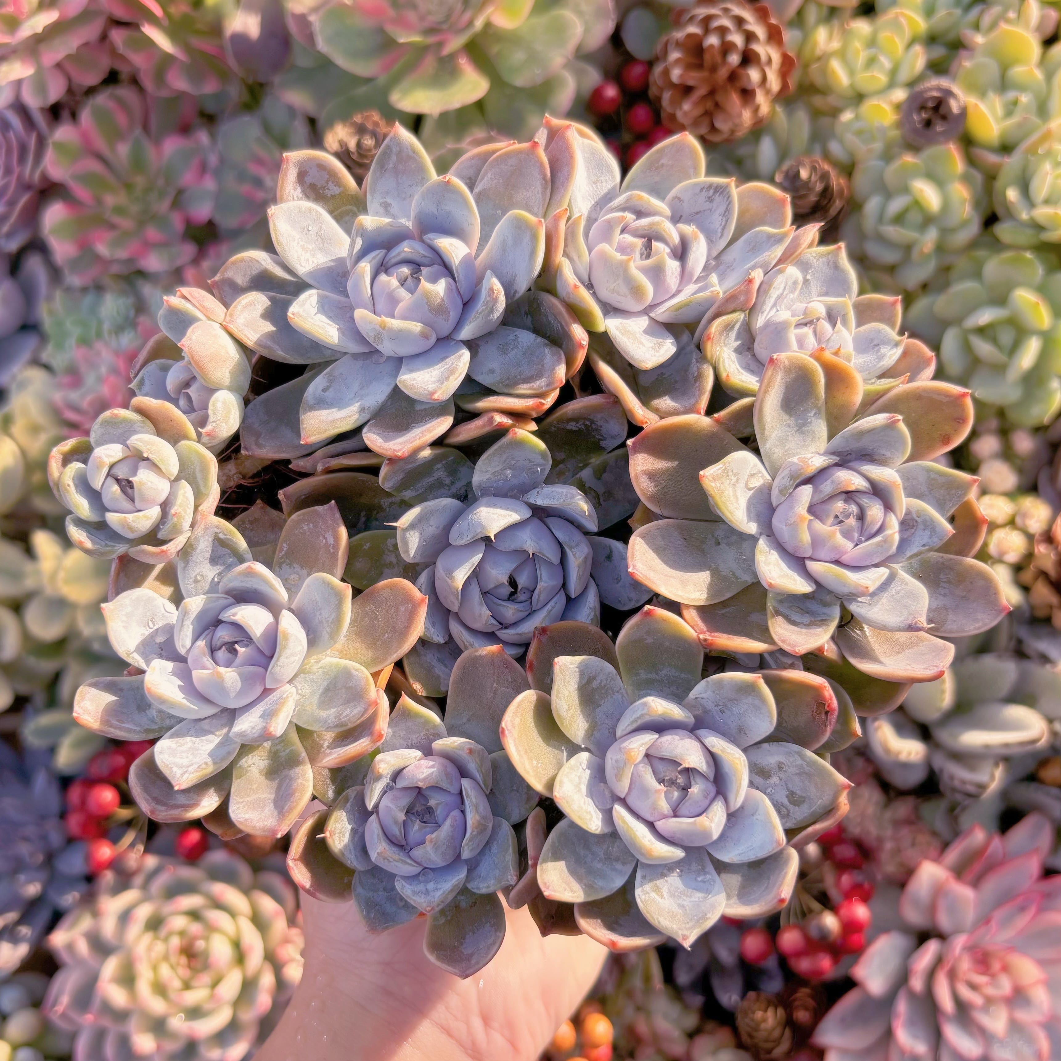 現品　雪兎#665　大群生　るる農園