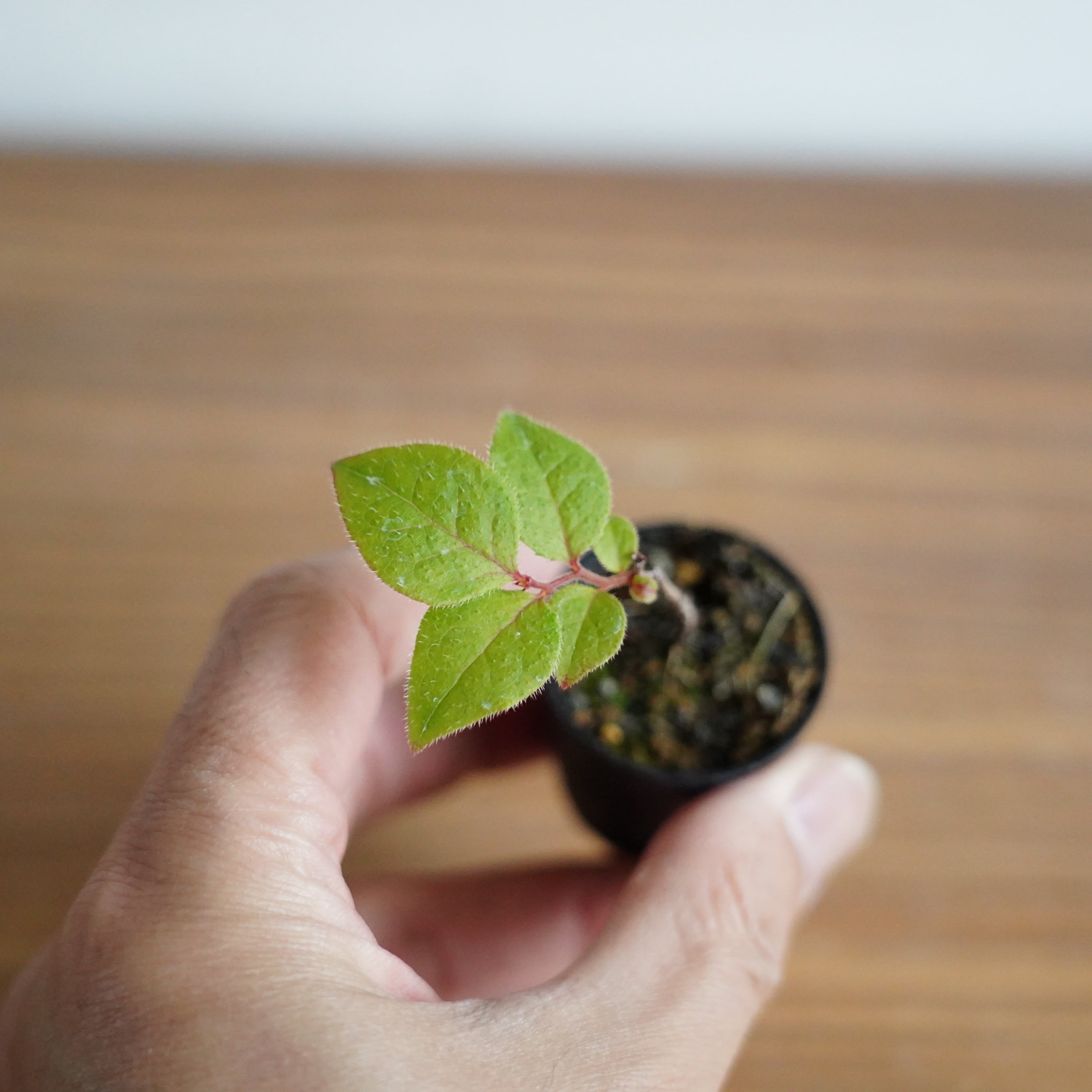 ナツハゼ Vaccinium oldhamii 苔テラリウム作製用素材◇盆栽テラリウム