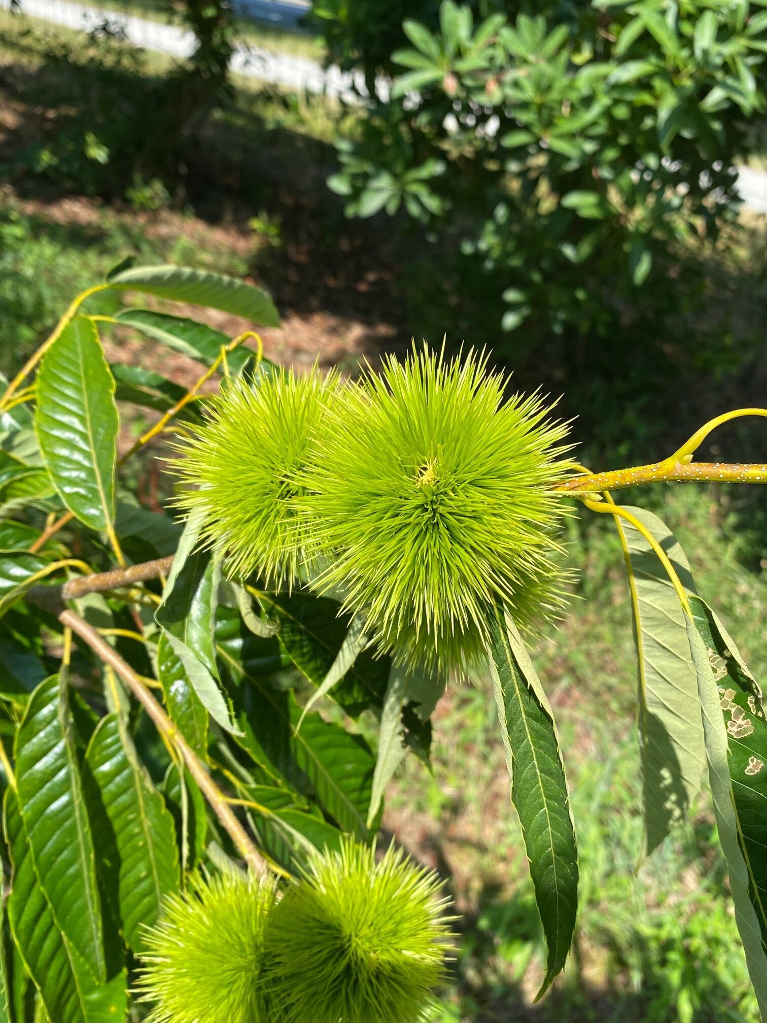 栗・摺り国産透漆-5648】ペンシル | ウッドペンクラフト