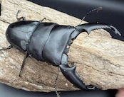 【WD】《スマトラオオヒラタ アチェ産 95mm ペア》