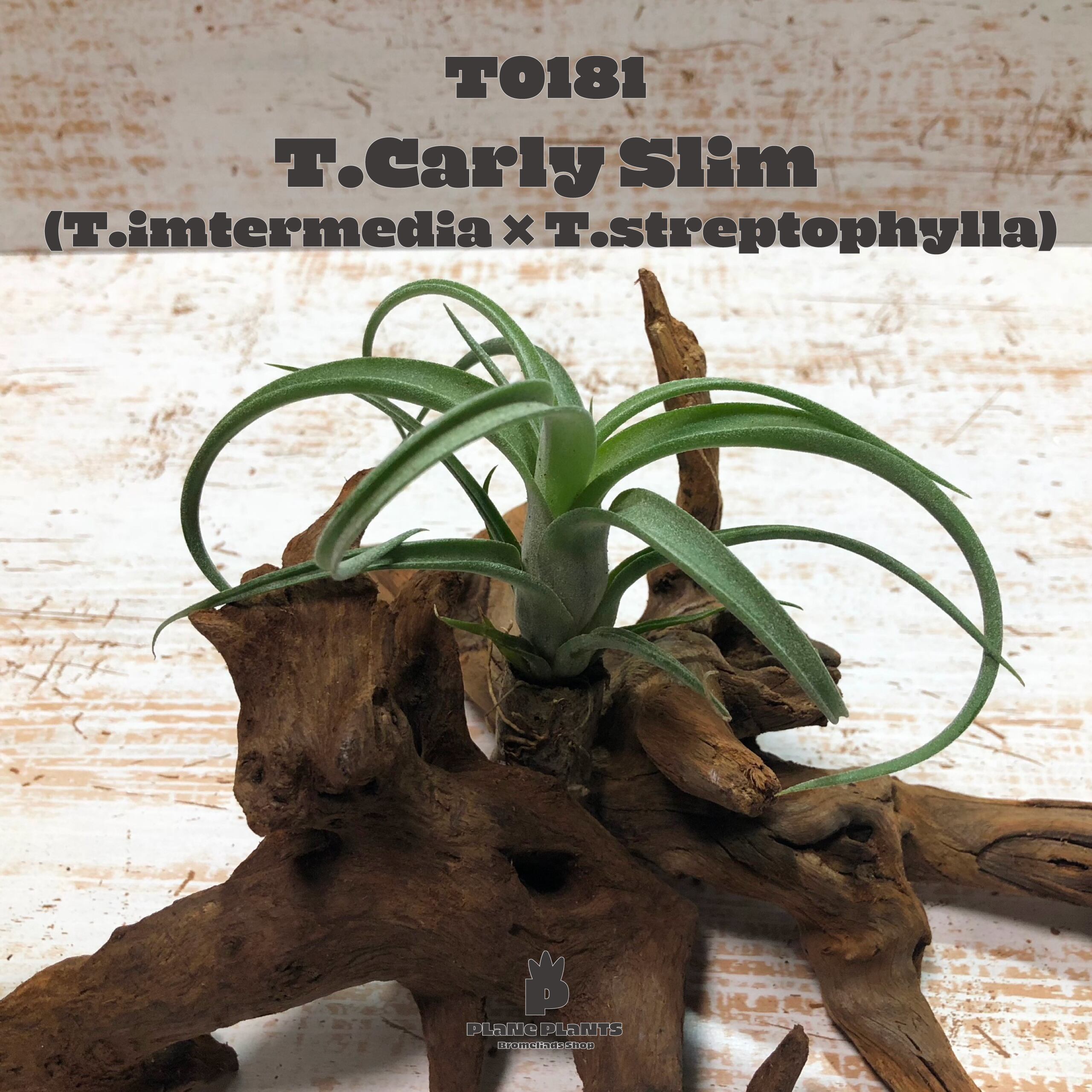 【request】カーリースリム〔エアプランツ〕現品発送T0181