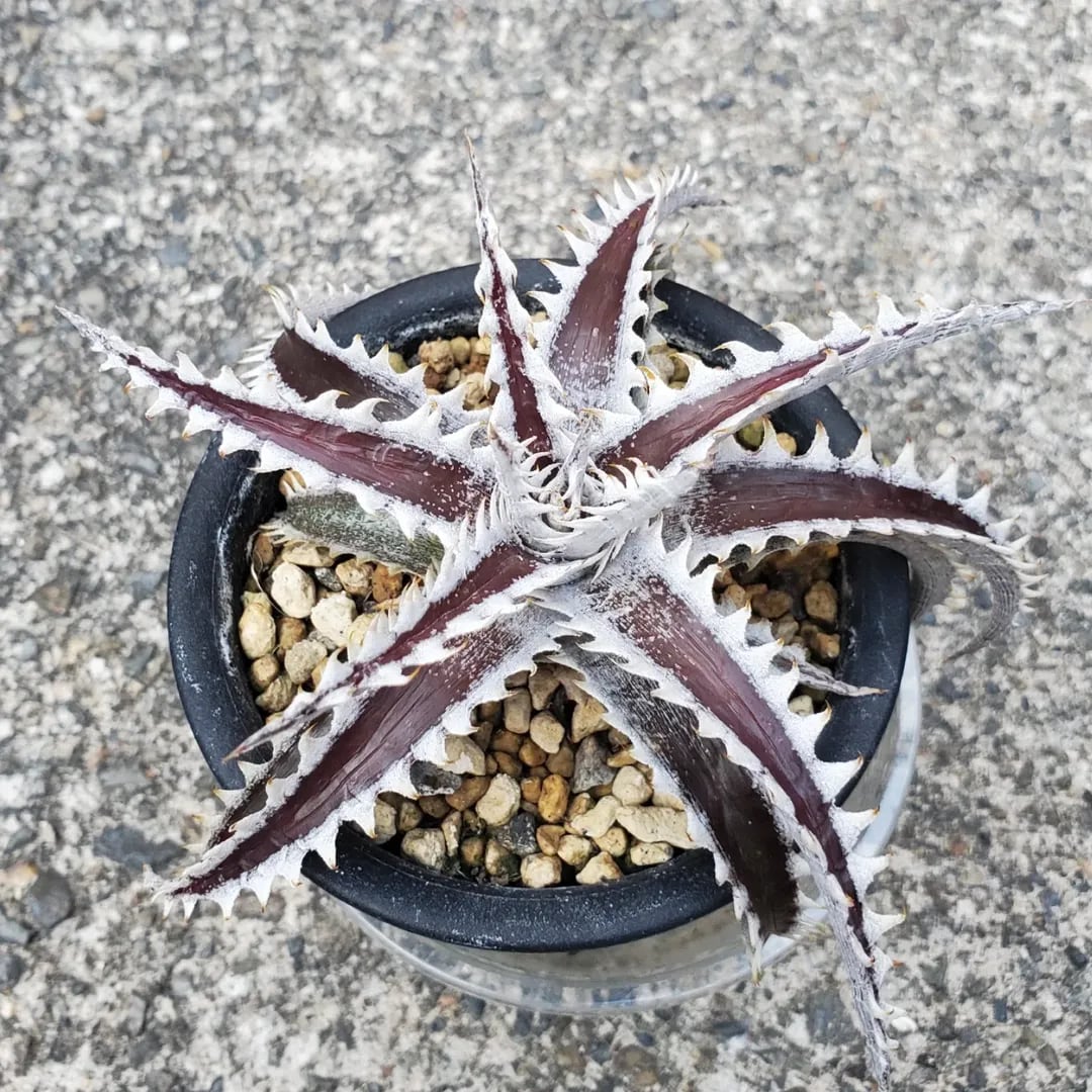 Dyckia（ディッキア） | レアプランツ通販サイトPlants Maniax