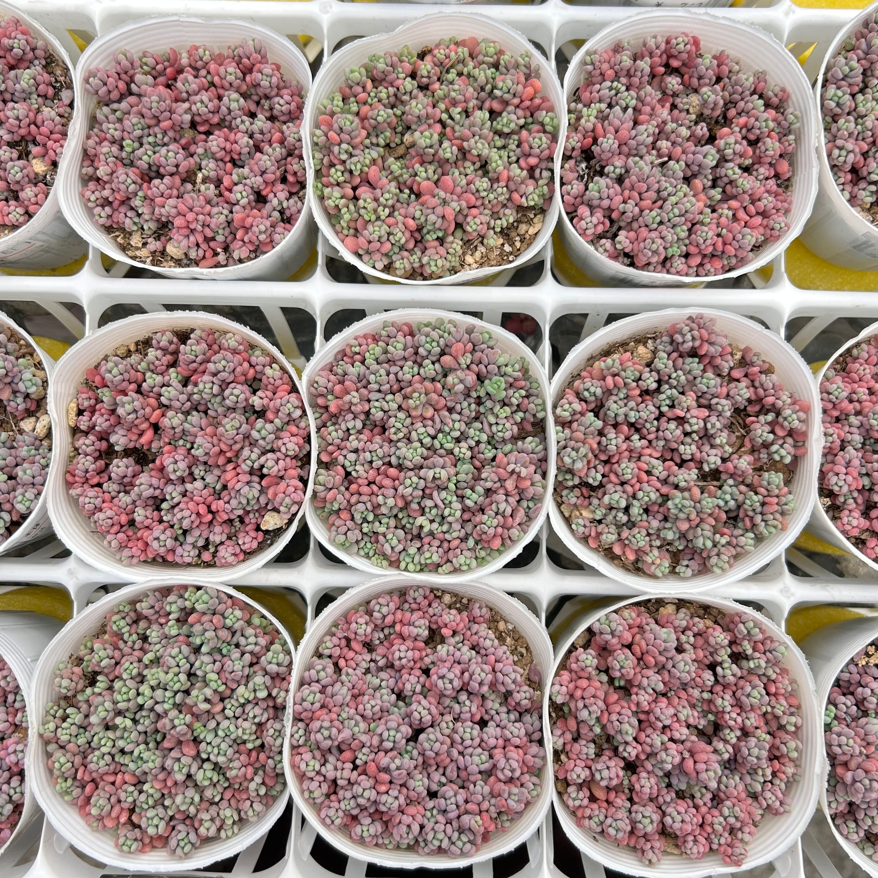 パープルヘイズ ストロベリーカラー | RuPo 多肉植物専門店