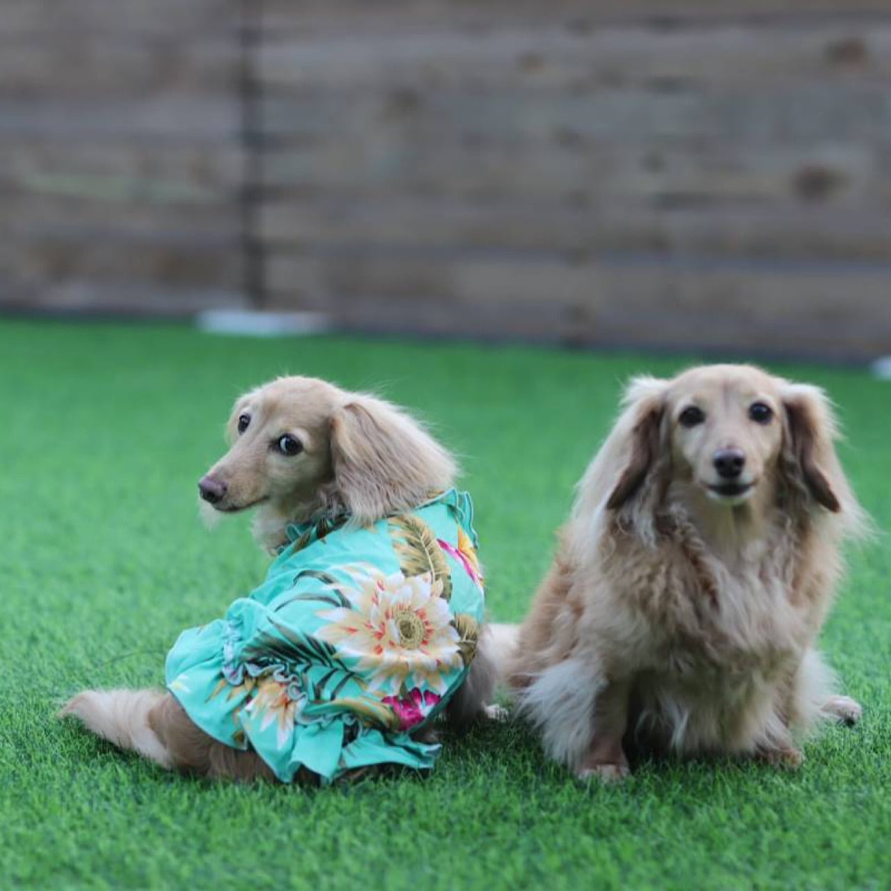 ダックスママ ムームー | カニンヘンダックスとミニチュアダックス専門のお