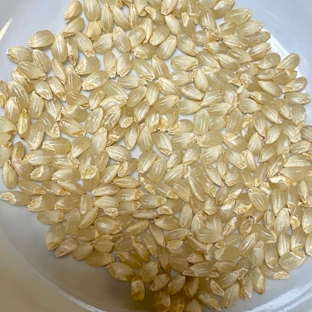 予約】【玄米専用】カミアカリ1kg 自然栽培米（無農薬・無施肥