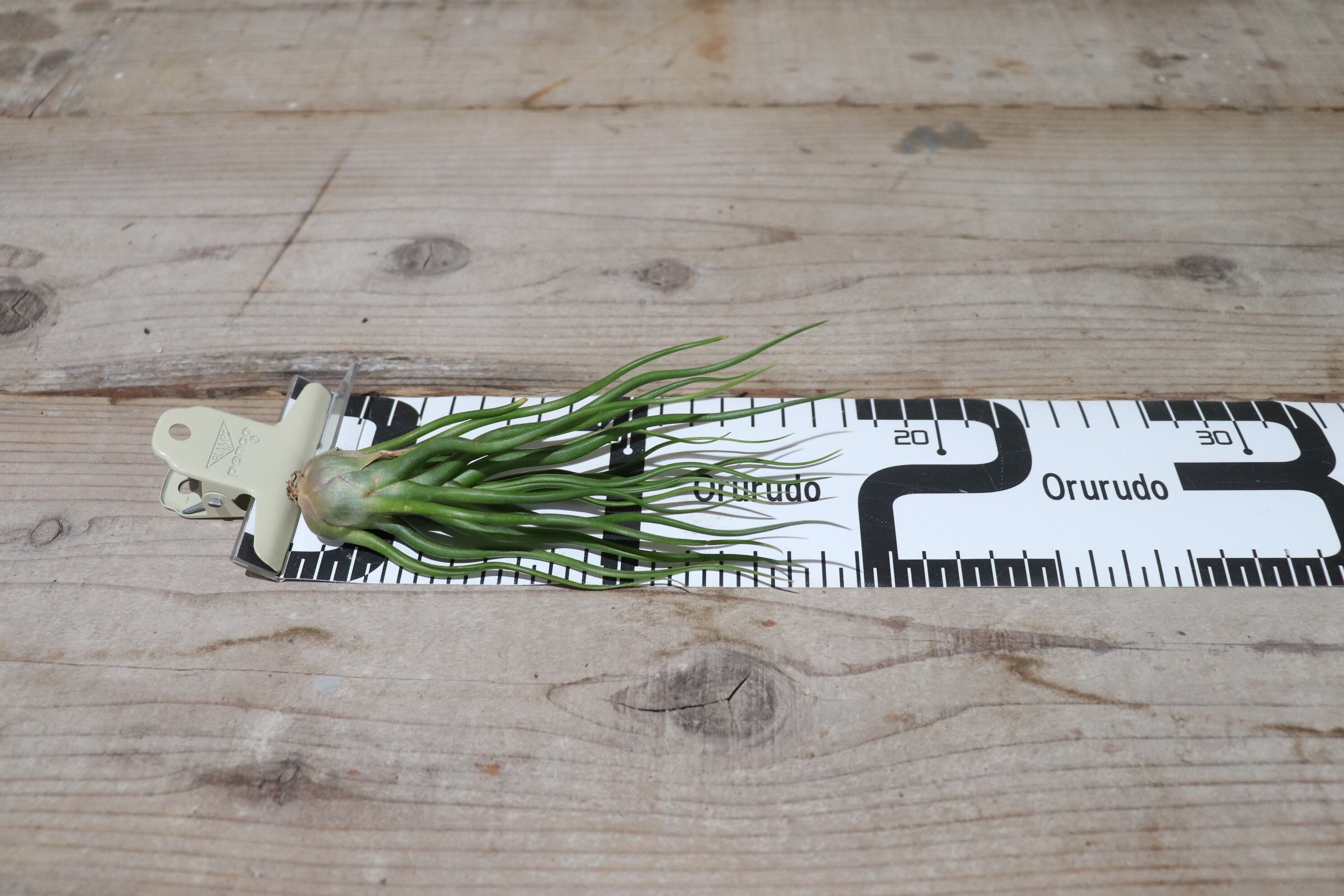 送料無料】bulbosa HYBRID M〔エアプランツ〕現品発送T1804