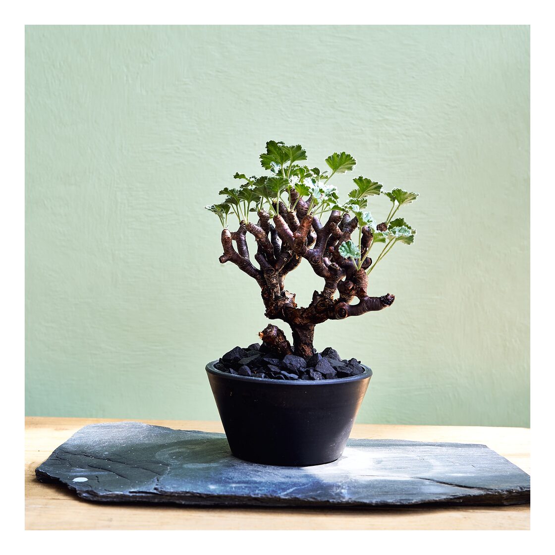 E,ペラルゴニウム ミラビレ Pelargonium mirabile | PAY ID