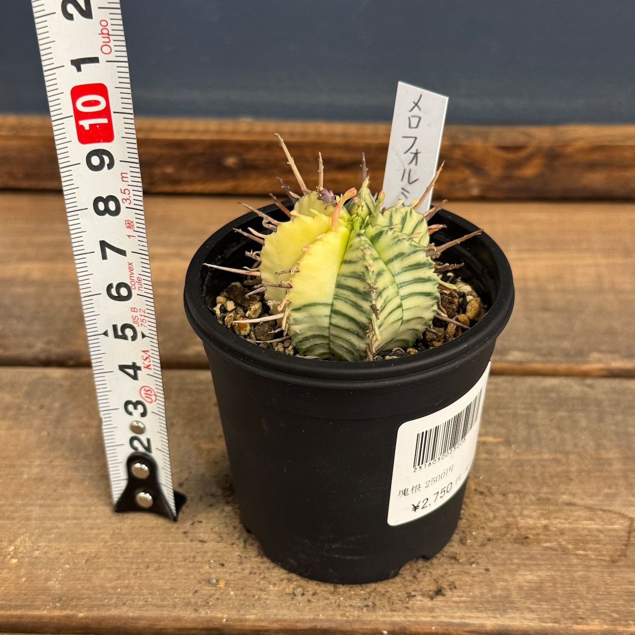 ユーフォルビア メロフォルミス錦【108】