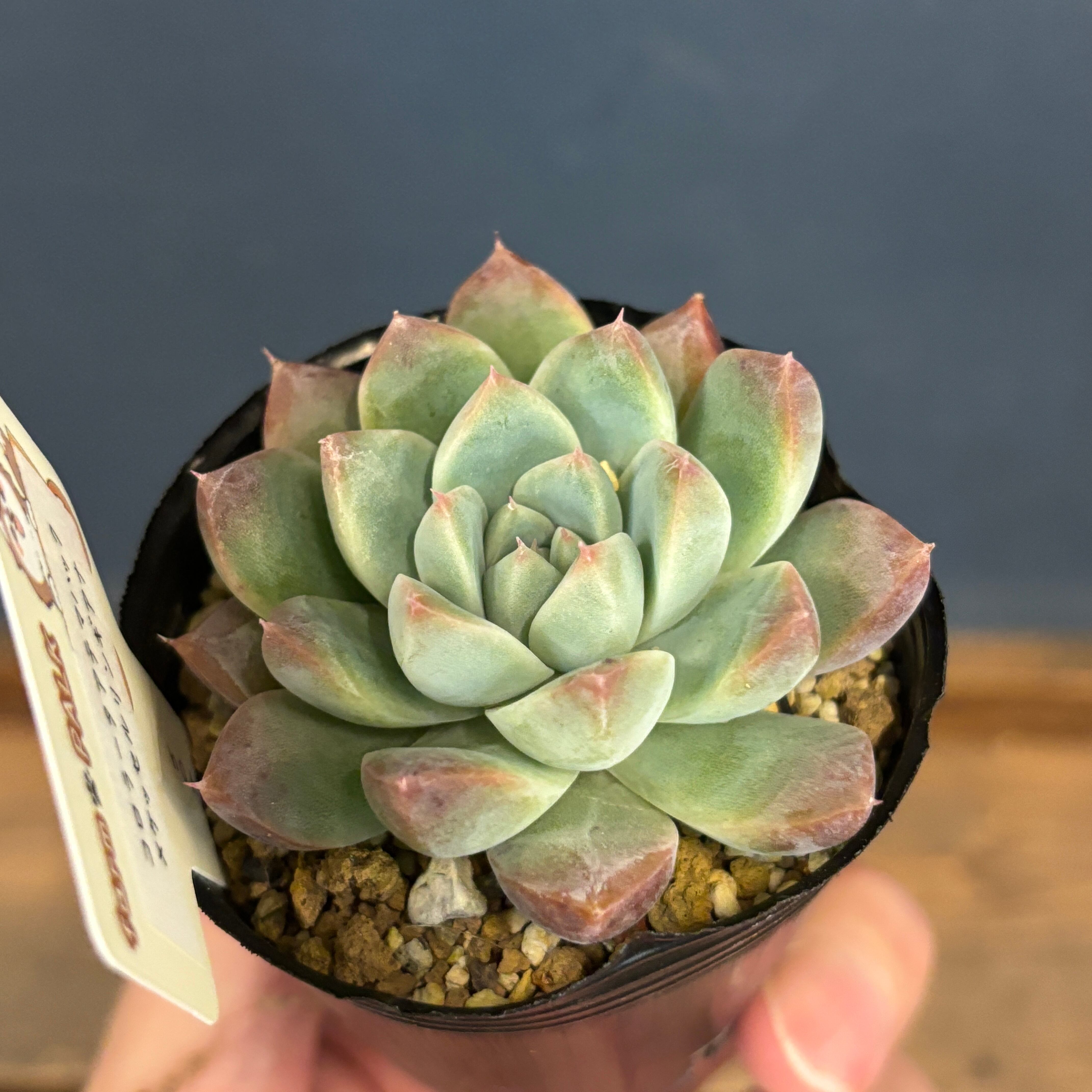 farmPALKさん苗 エケベリア コロラータアテマハック × ケッセルリン farmPALKさん苗 エケベリア コロラータアテマハック × ケッセルリン