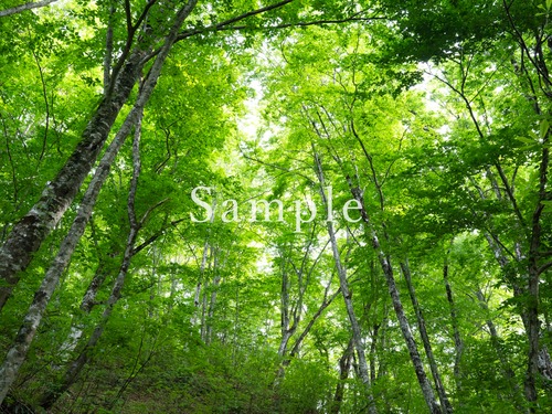 新緑のブナ − 白神山地 −1〖フォトパネル〗エネルギーフォト 画像