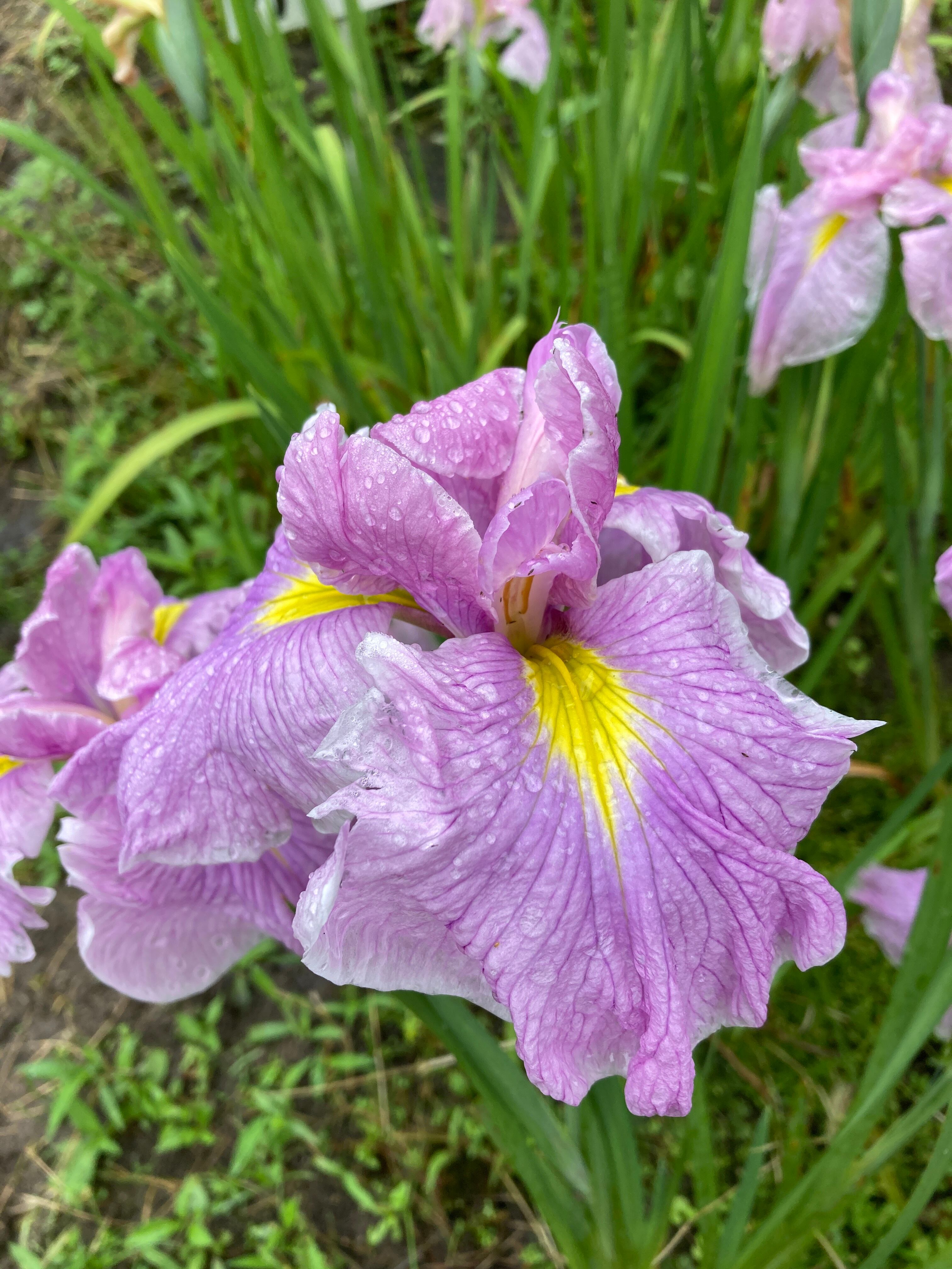 桃花野